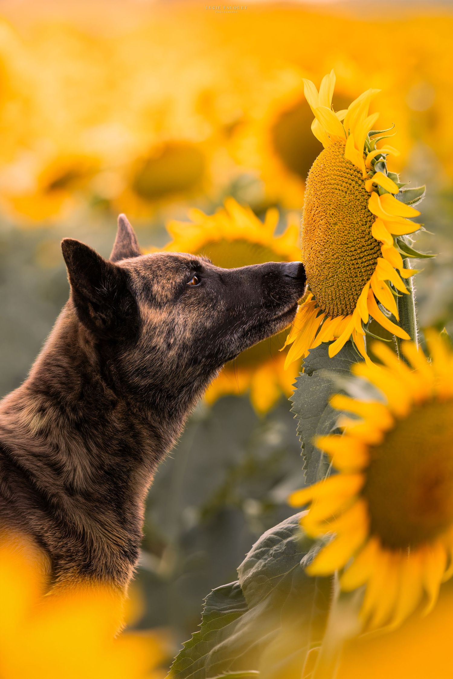 A dark brindle dog sniffing a bright yellow sunflower in a vibrant sunflower field.