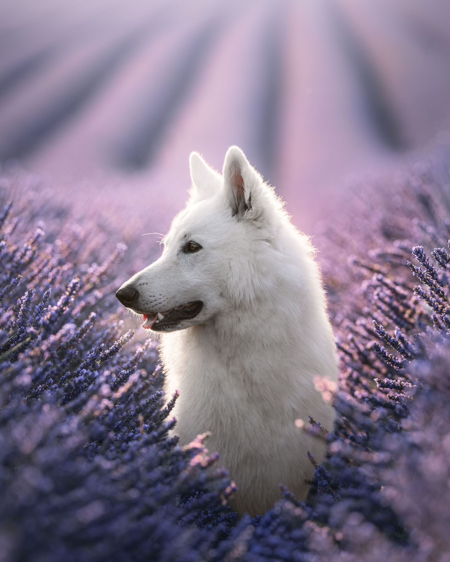 A majestic white dog sits gracefully among rows of blooming purple lavender fields in soft golden light.