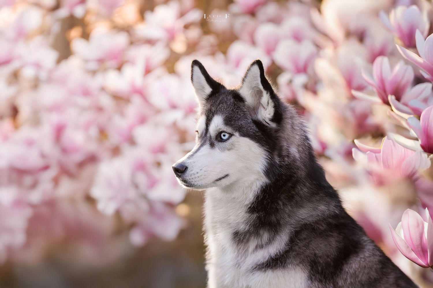 A majestic Siberian Husky sits among blooming pink cherry blossoms in springtime.