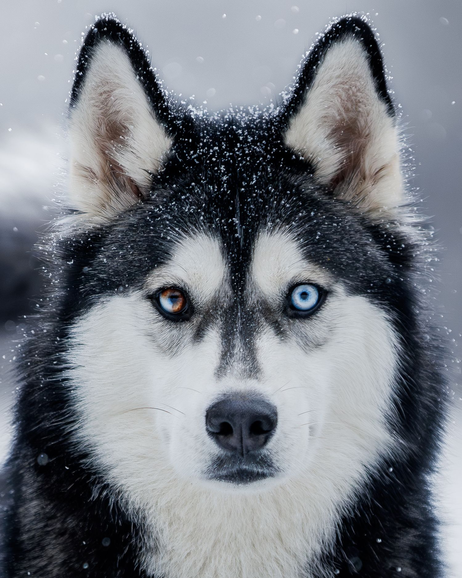 Close-up portraits of a Siberian Husky with striking blue eyes in snowy winter conditions.