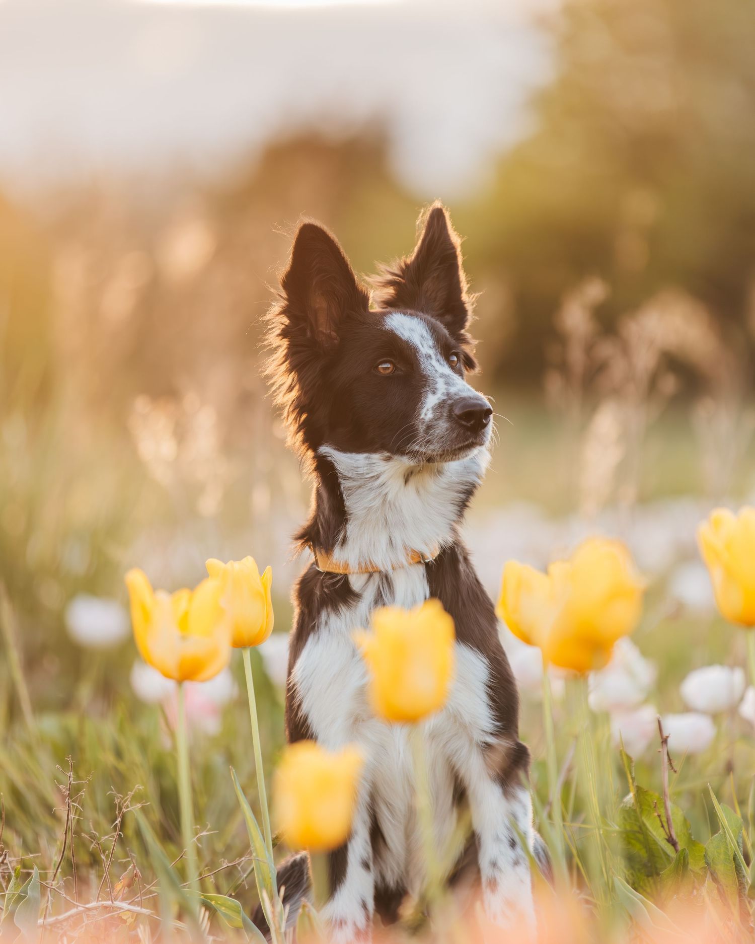 Séance photo dans les tulipes en Essonne