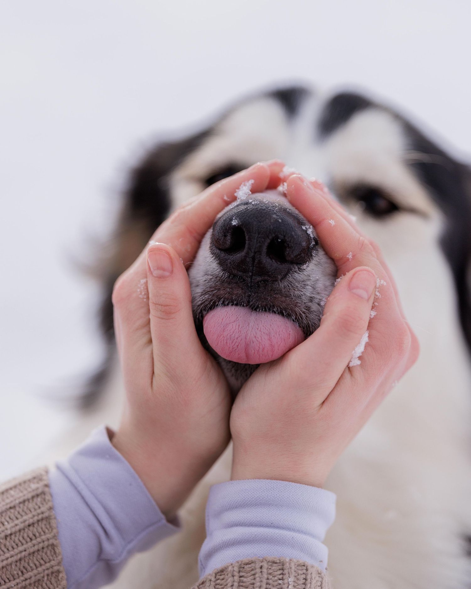 Hands gently squishing a fluffy black and white dog's face, with tongue sticking out in snowy winter setting.