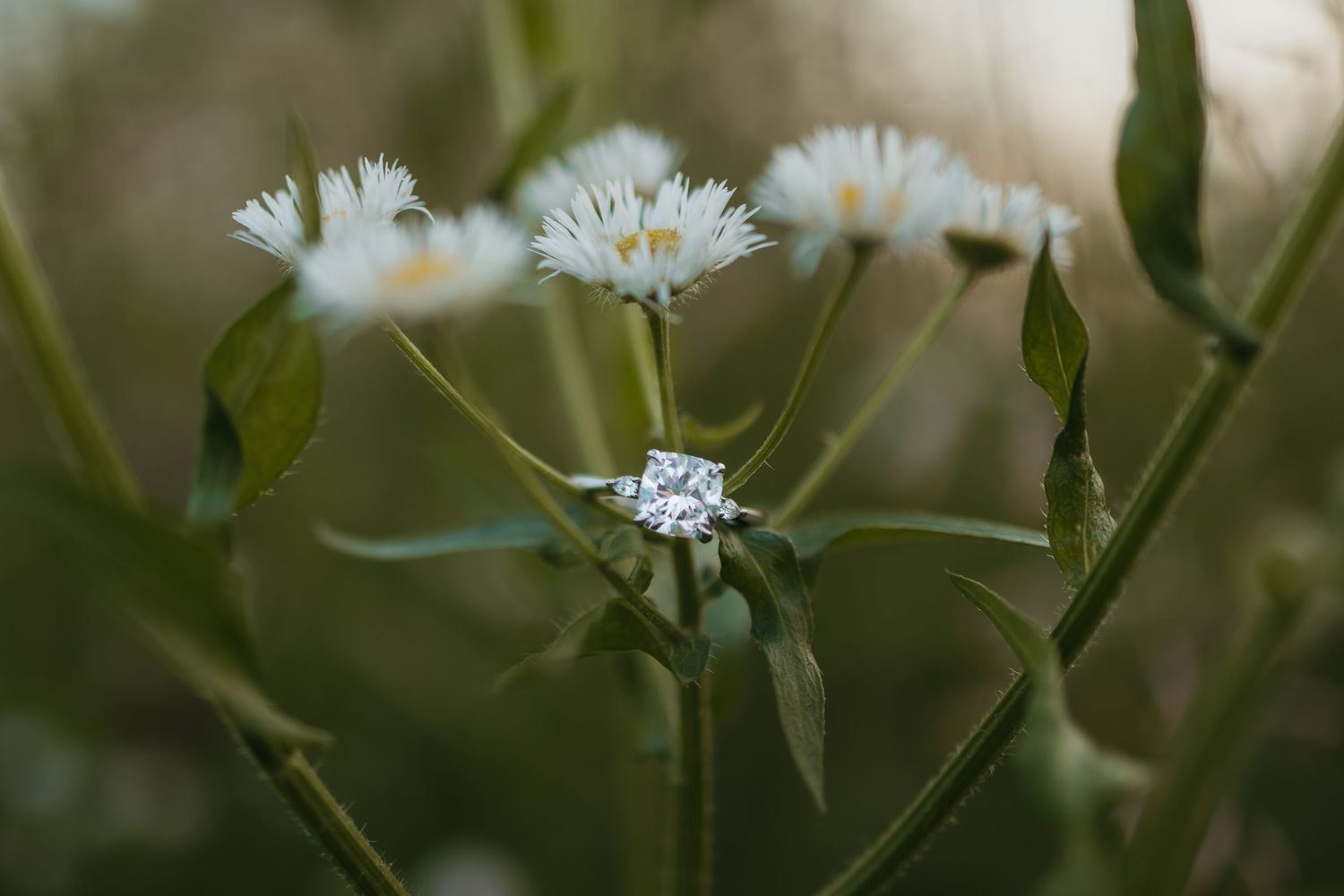 Close-up nature photography of white daisy flowers with green stems and leaves.