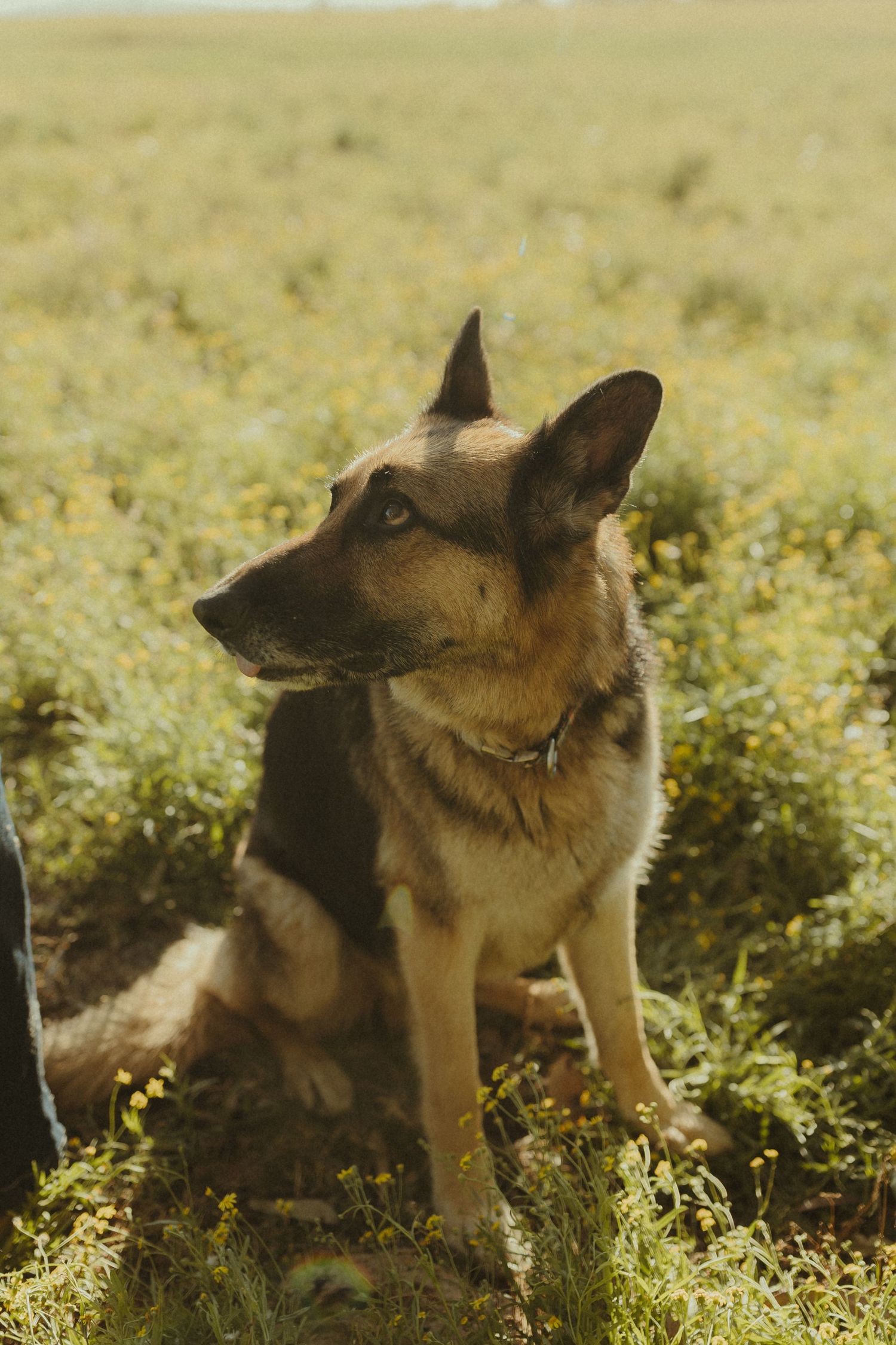 German Shepherd dog lying in a grassy field with wildflowers on a sunny day.