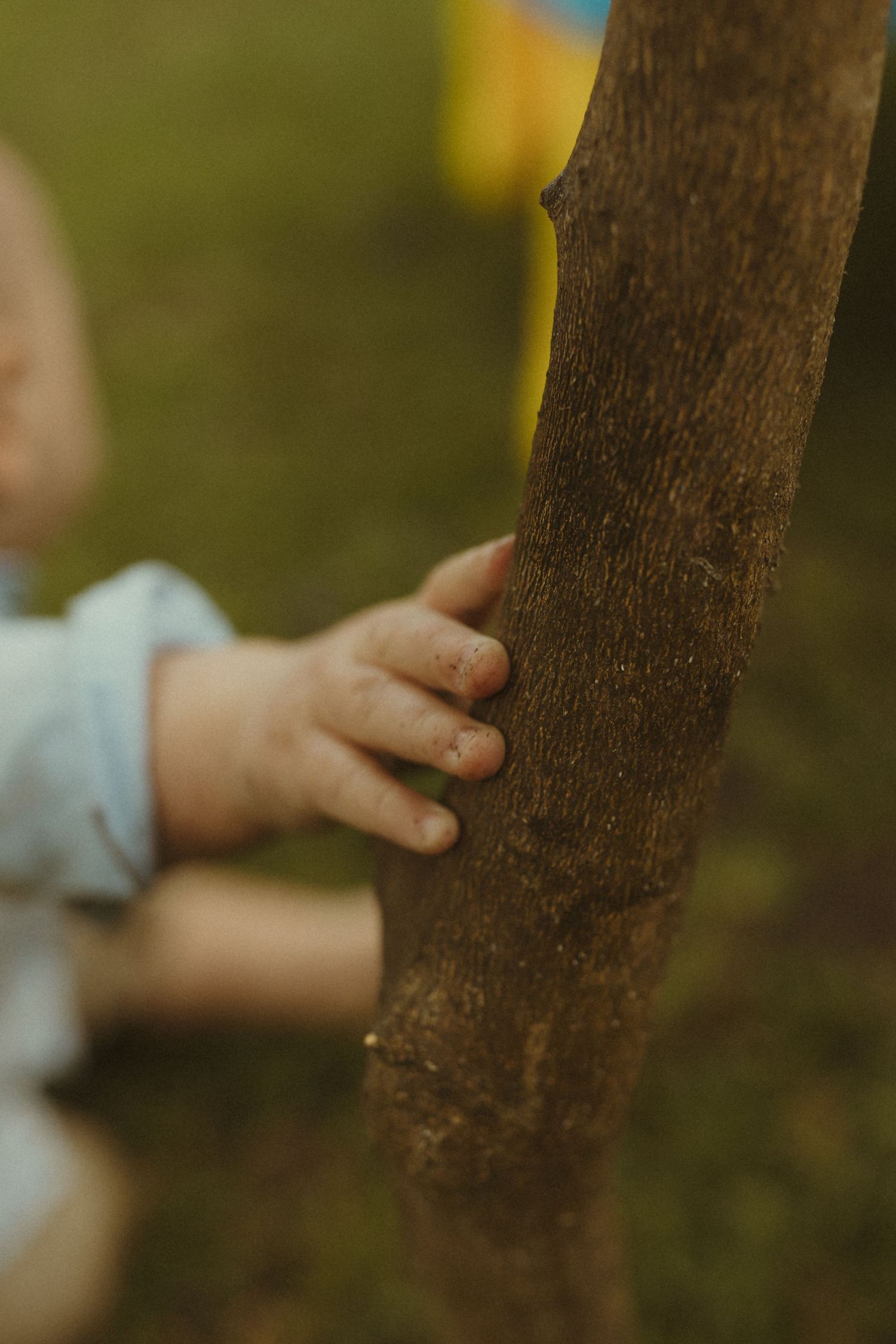 Close-up shot of small hands touching the rough bark of a tree trunk.