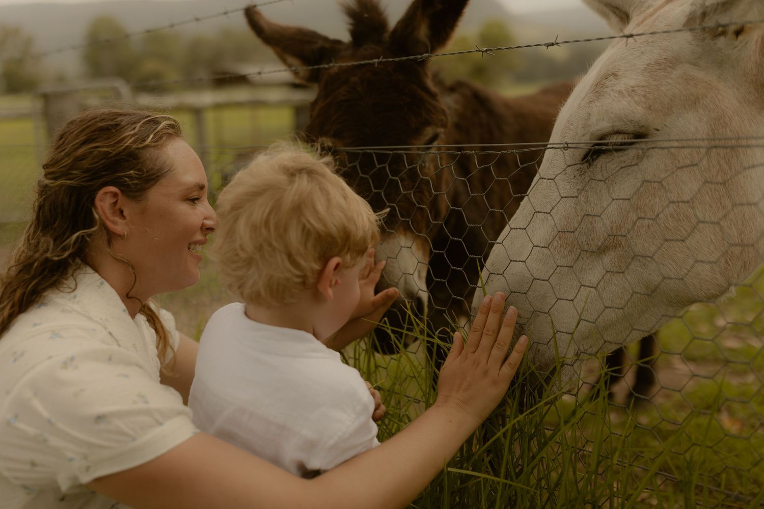 Gentle interaction with horses through a wire fence in a rural field.