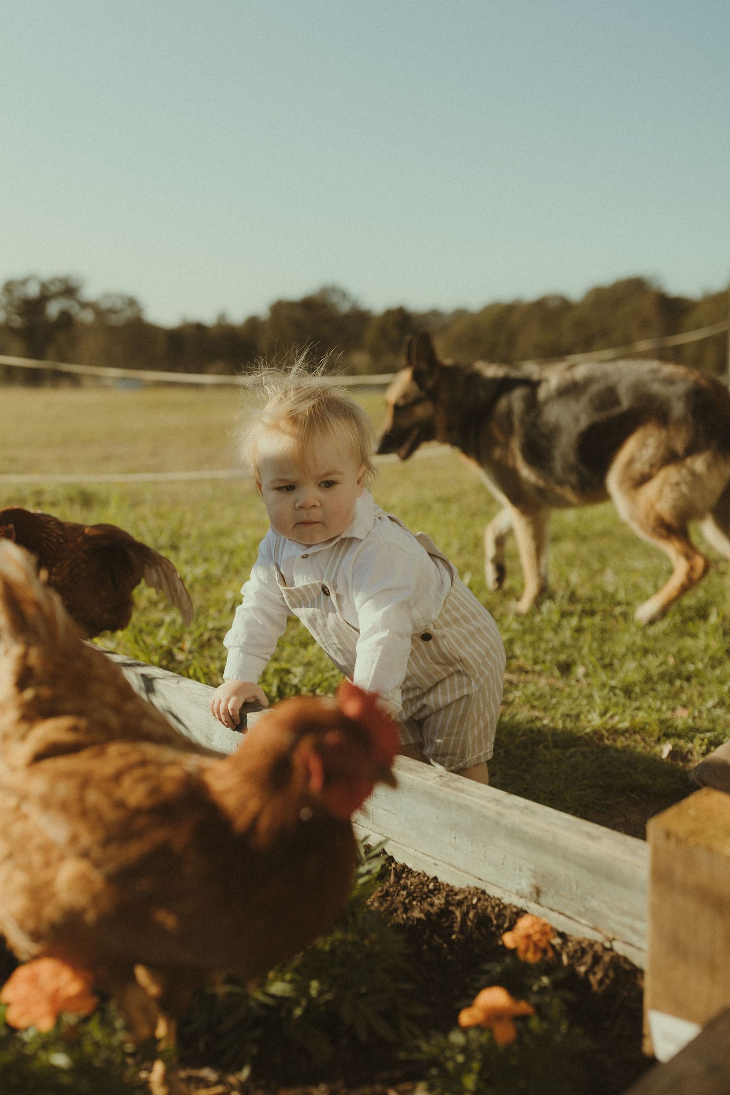 A small child feeds chickens near a wooden feeding trough while dogs watch in the background.