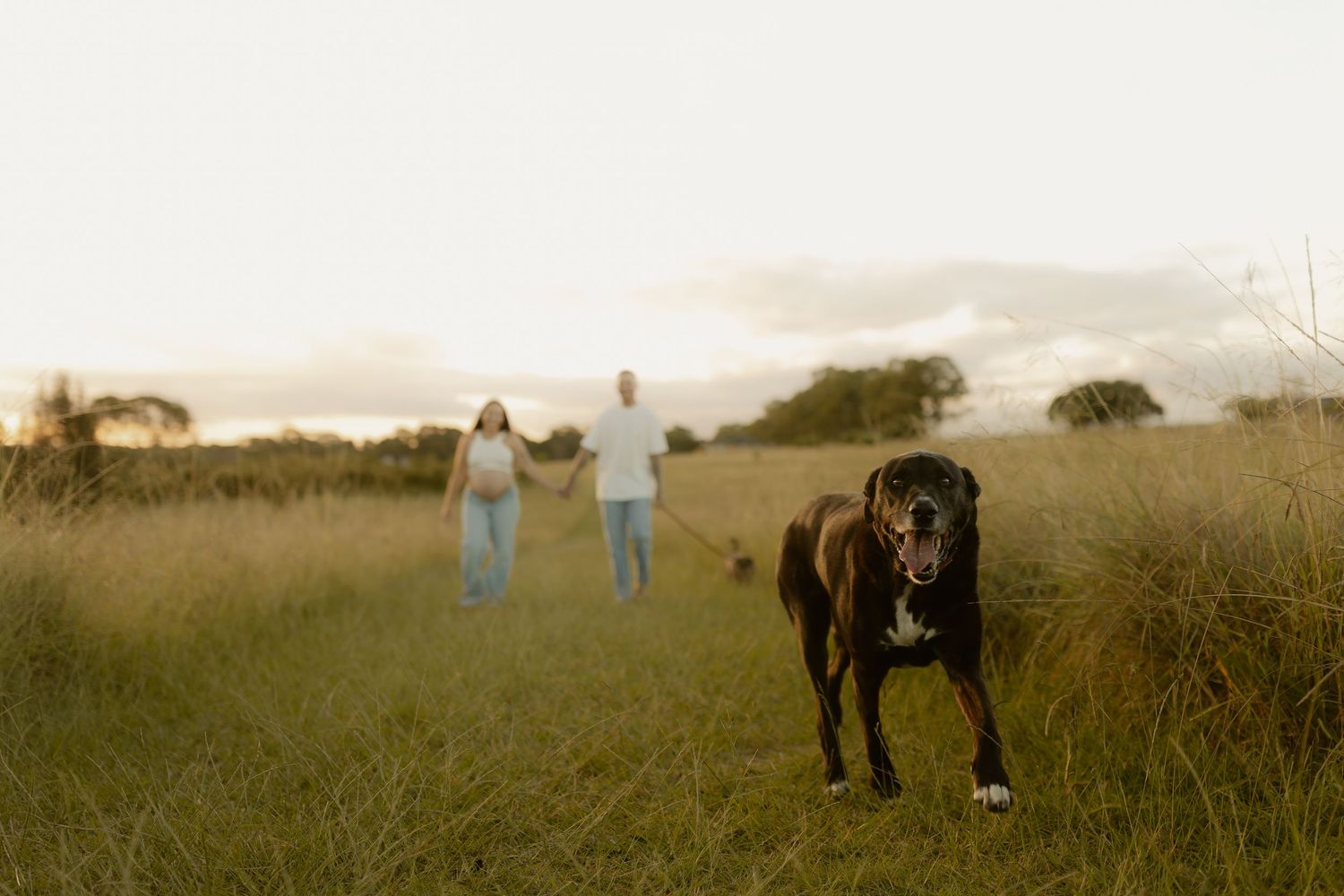 A large black dog walks toward the camera in a golden field while a couple holds hands in the background.