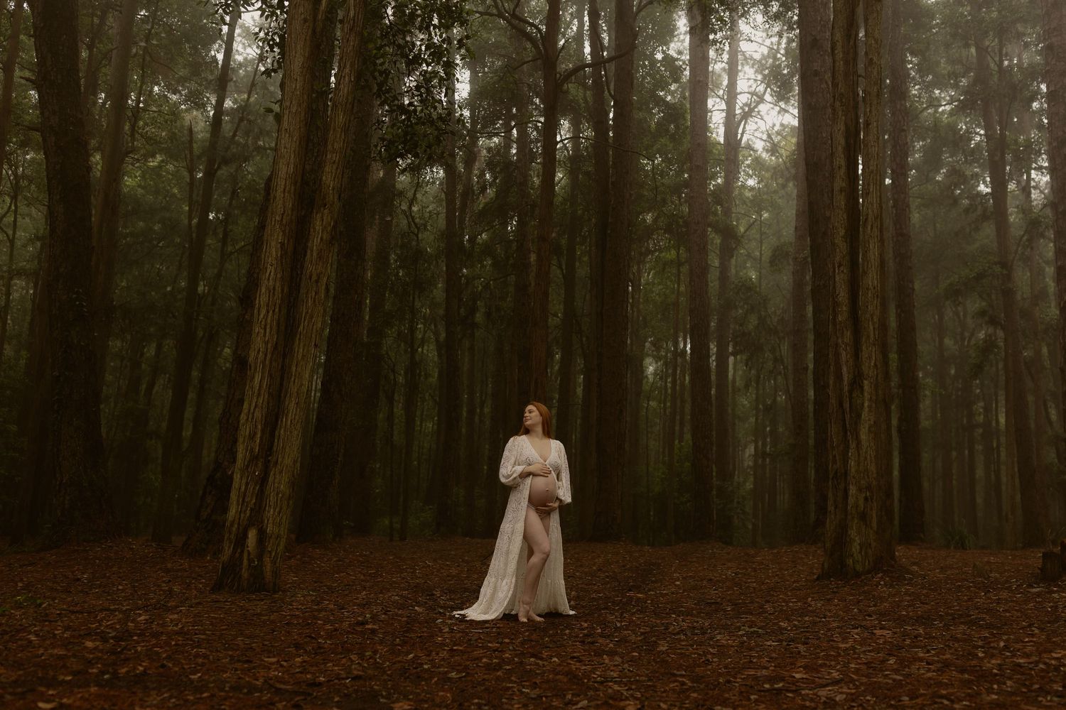 Panoramic view of a moody forest with tall pine trees and fallen leaves covering the ground.