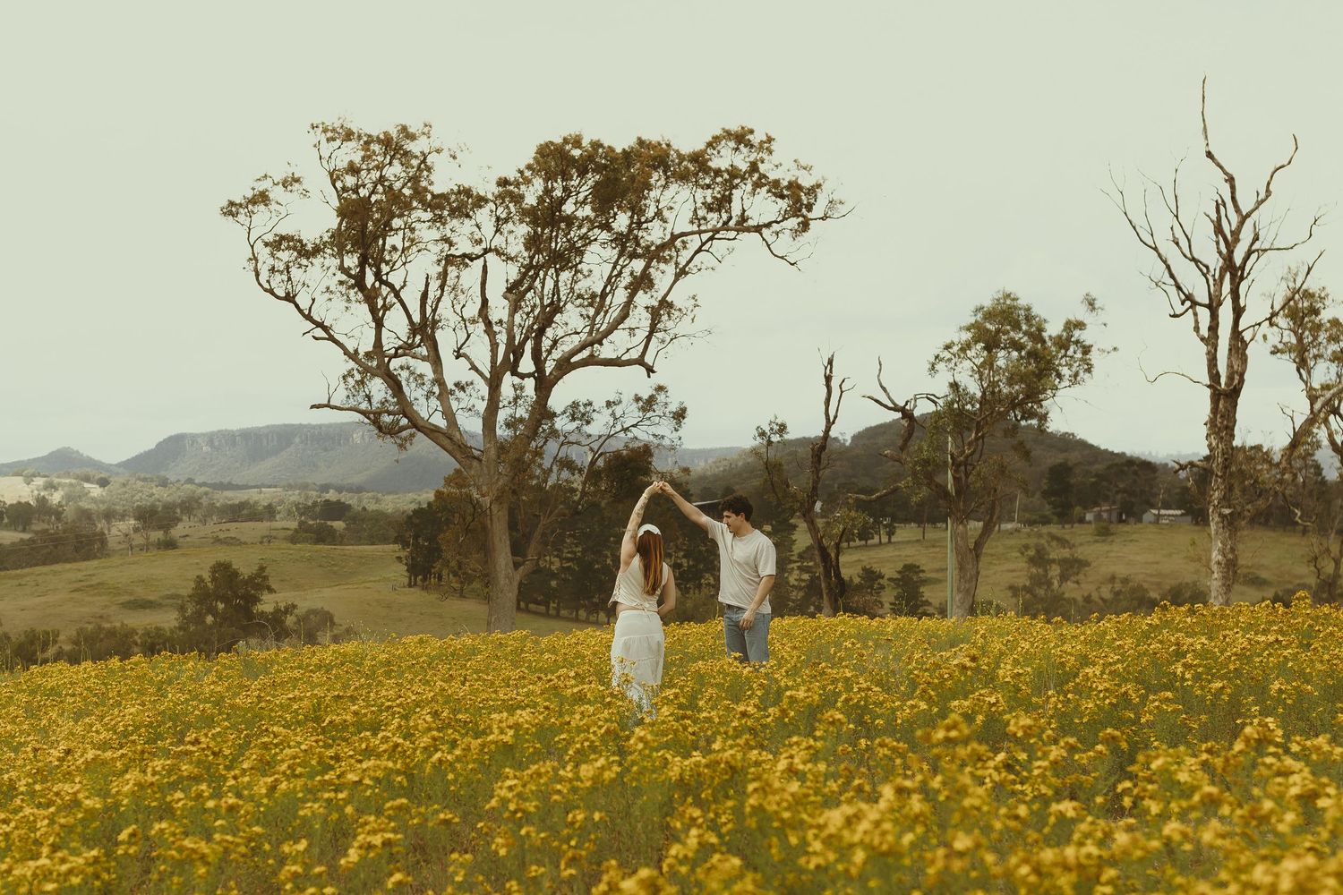 Panoramic view of a rural Australian landscape dotted with trees and yellow wildflowers.