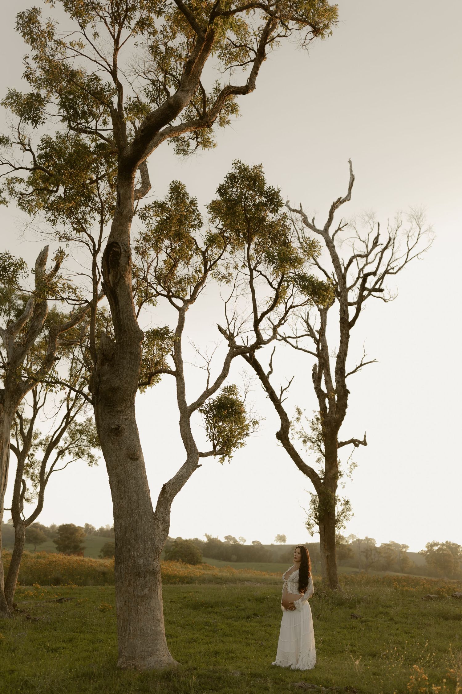 Ancient gnarled trees stand sentinel in a grassy field at dusk.