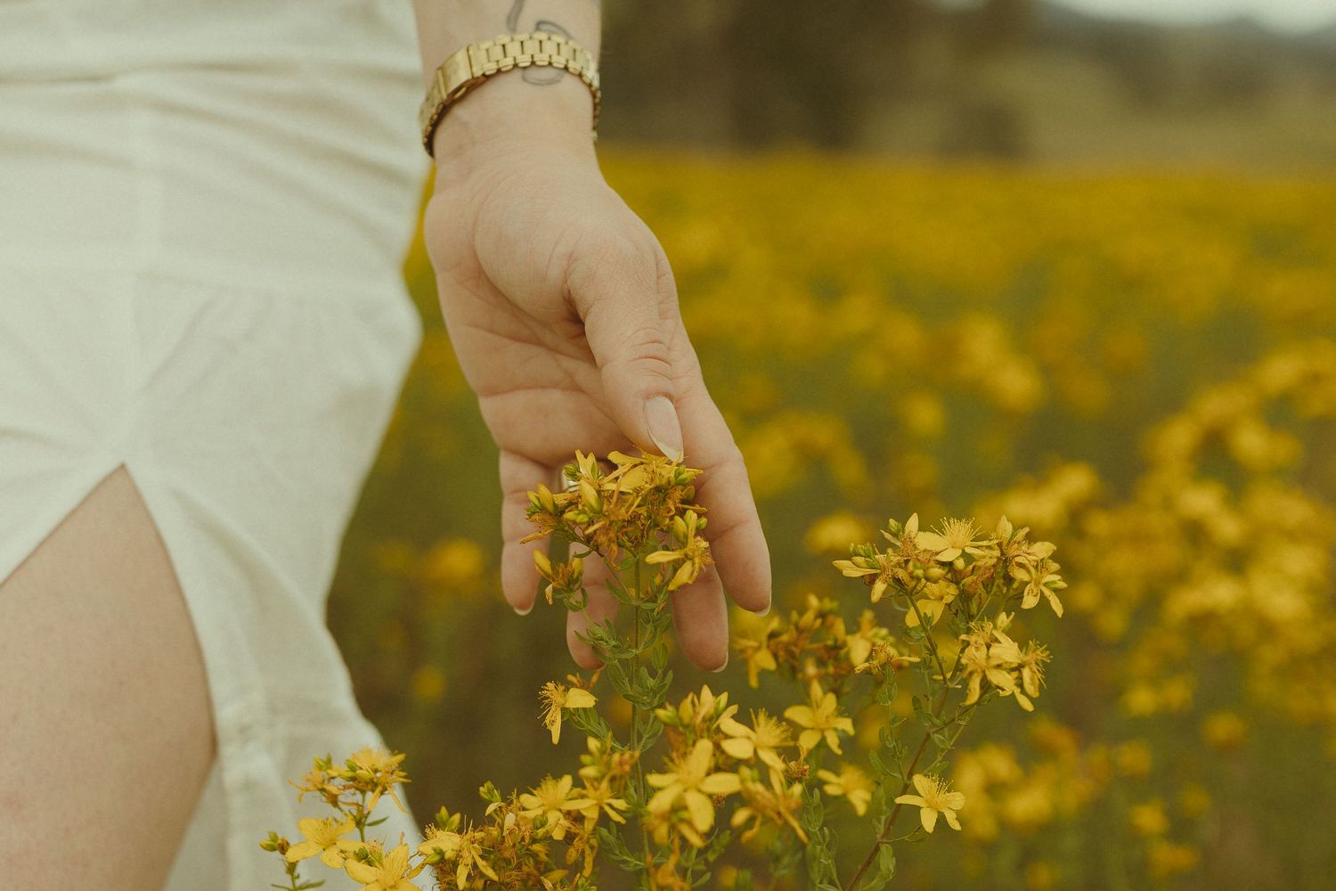 A person in a white dress gently touches yellow wildflowers blooming in a vibrant meadow on a sunny day.