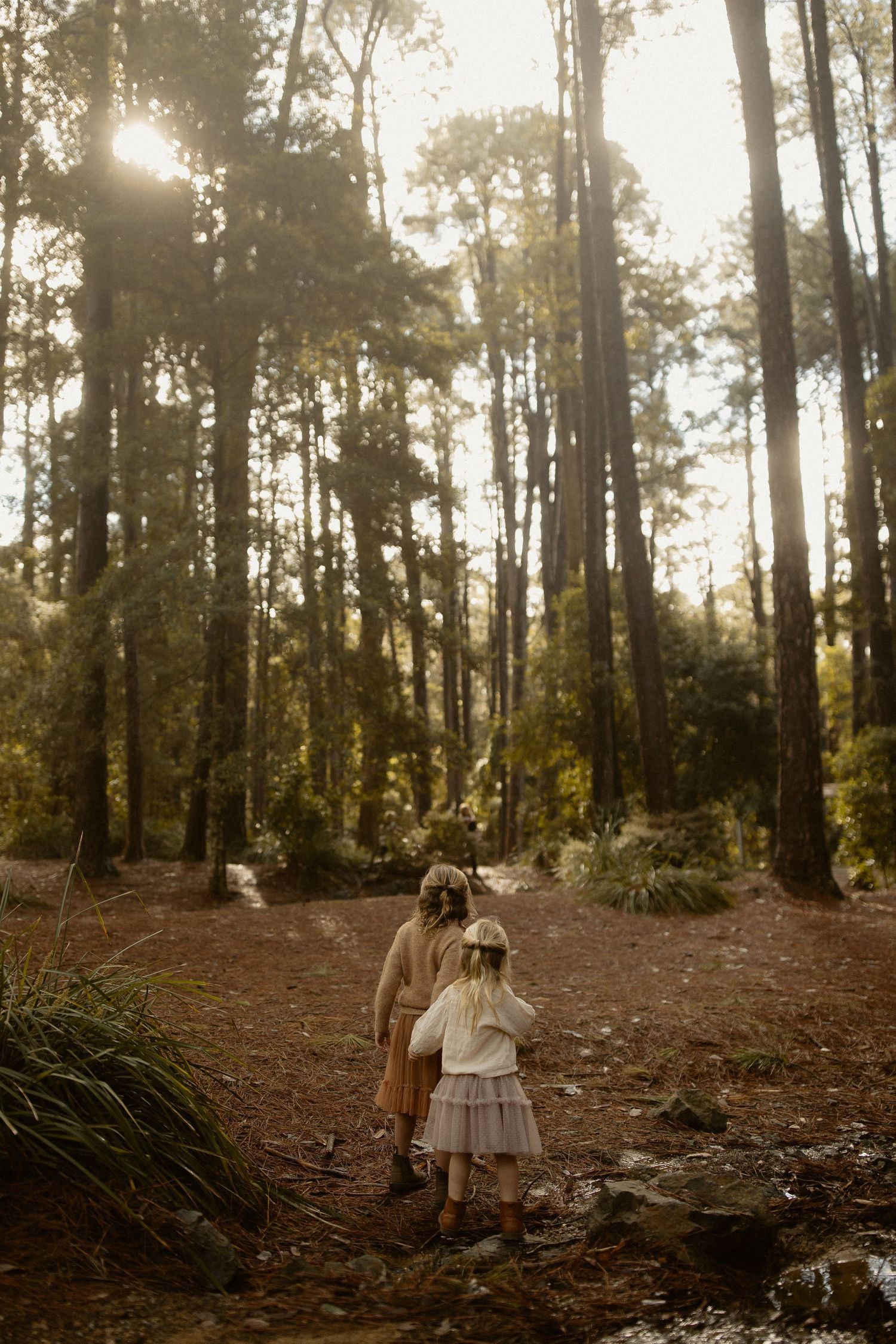 Misty forest scenes with sunlight filtering through tall pine trees and scattered fallen leaves.