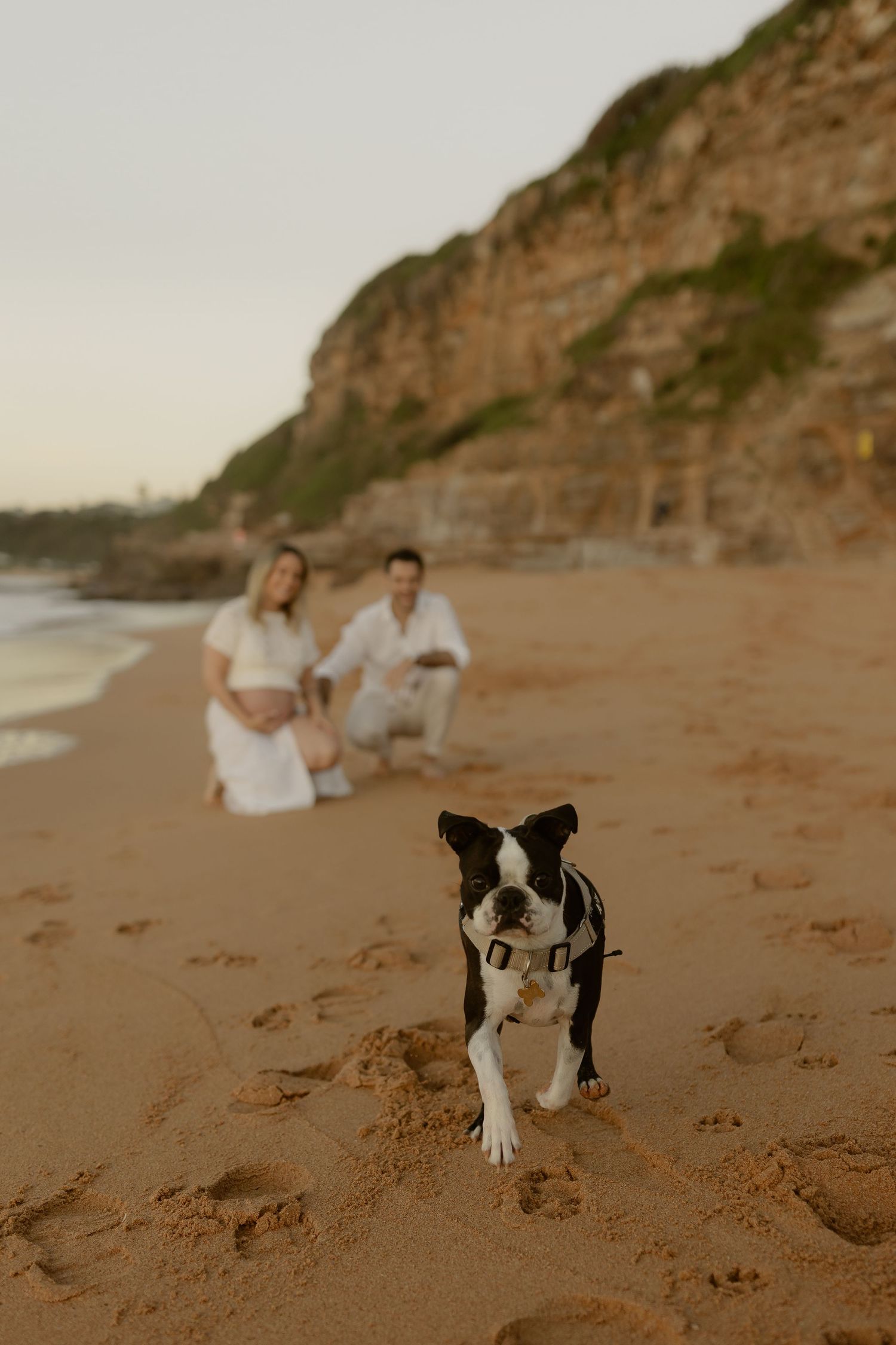A Boston Terrier dog runs on a sandy beach while a couple sits in the background near a rocky cliff.