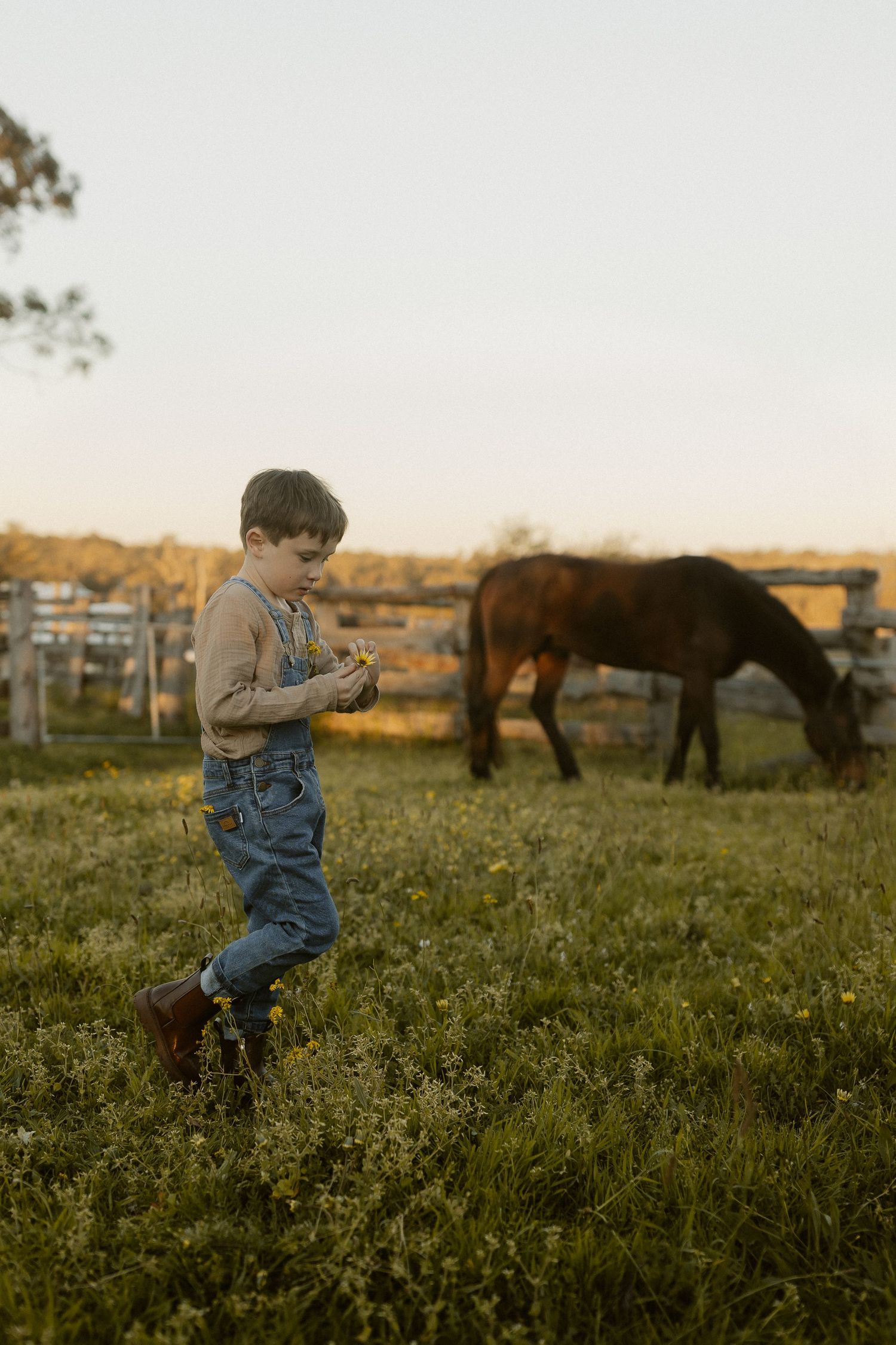 A child in overalls plays and jumps in a grassy field with cattle grazing in the background.