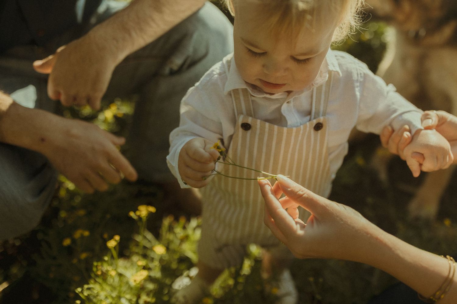 A small child in striped overalls reaches for something being handed over in warm sunlight outdoors.
