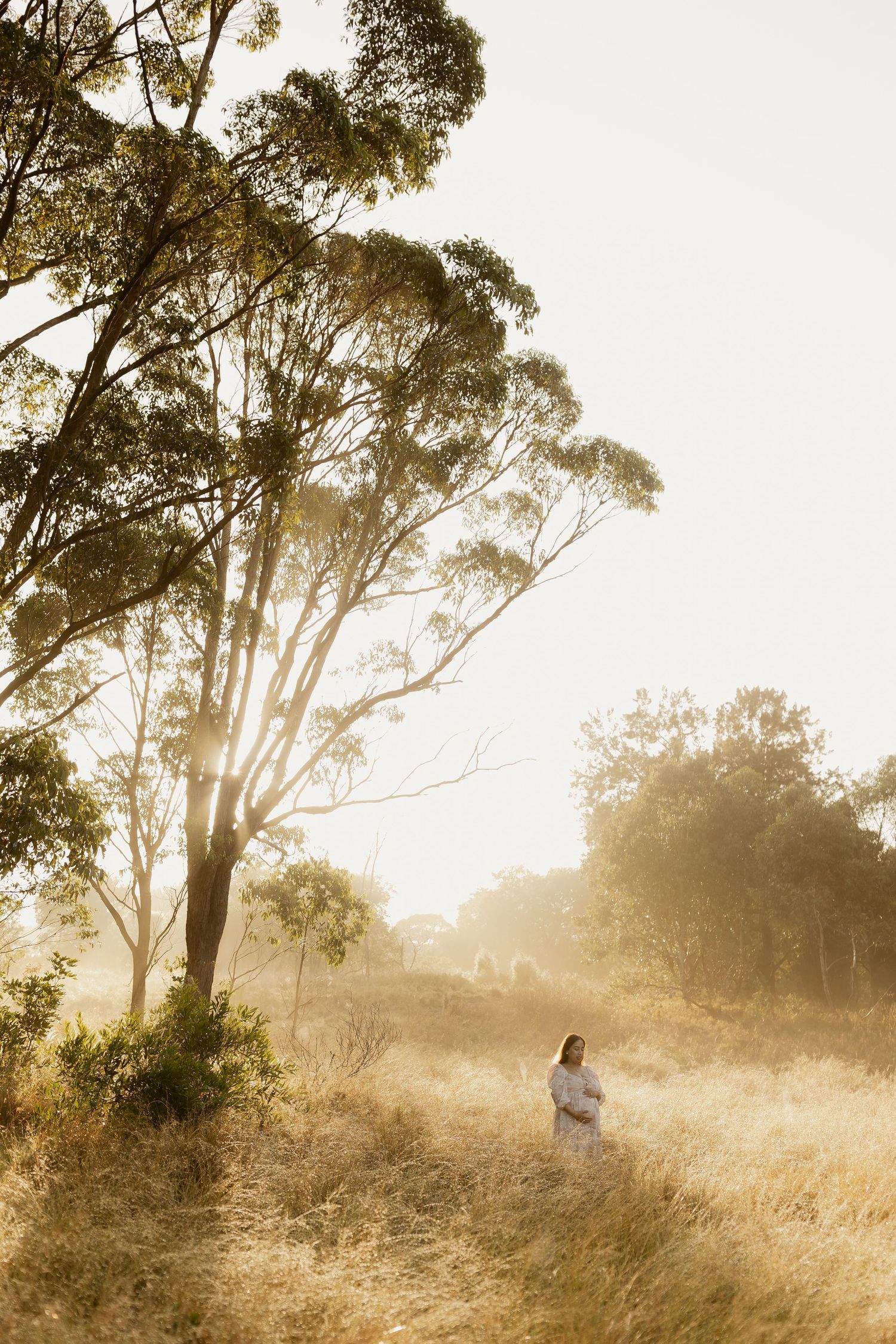 Pregnant woman in white dress standing in golden sunlit field surrounded by tall eucalyptus trees in misty morning light.