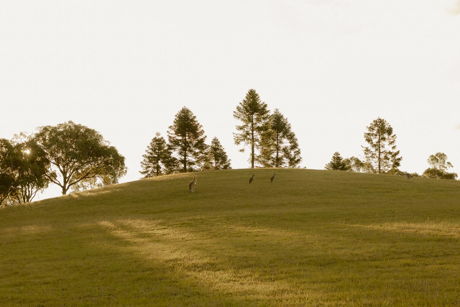 Sepia-toned landscape of a grassy hill with tall pine trees and deer grazing under a pale sky.