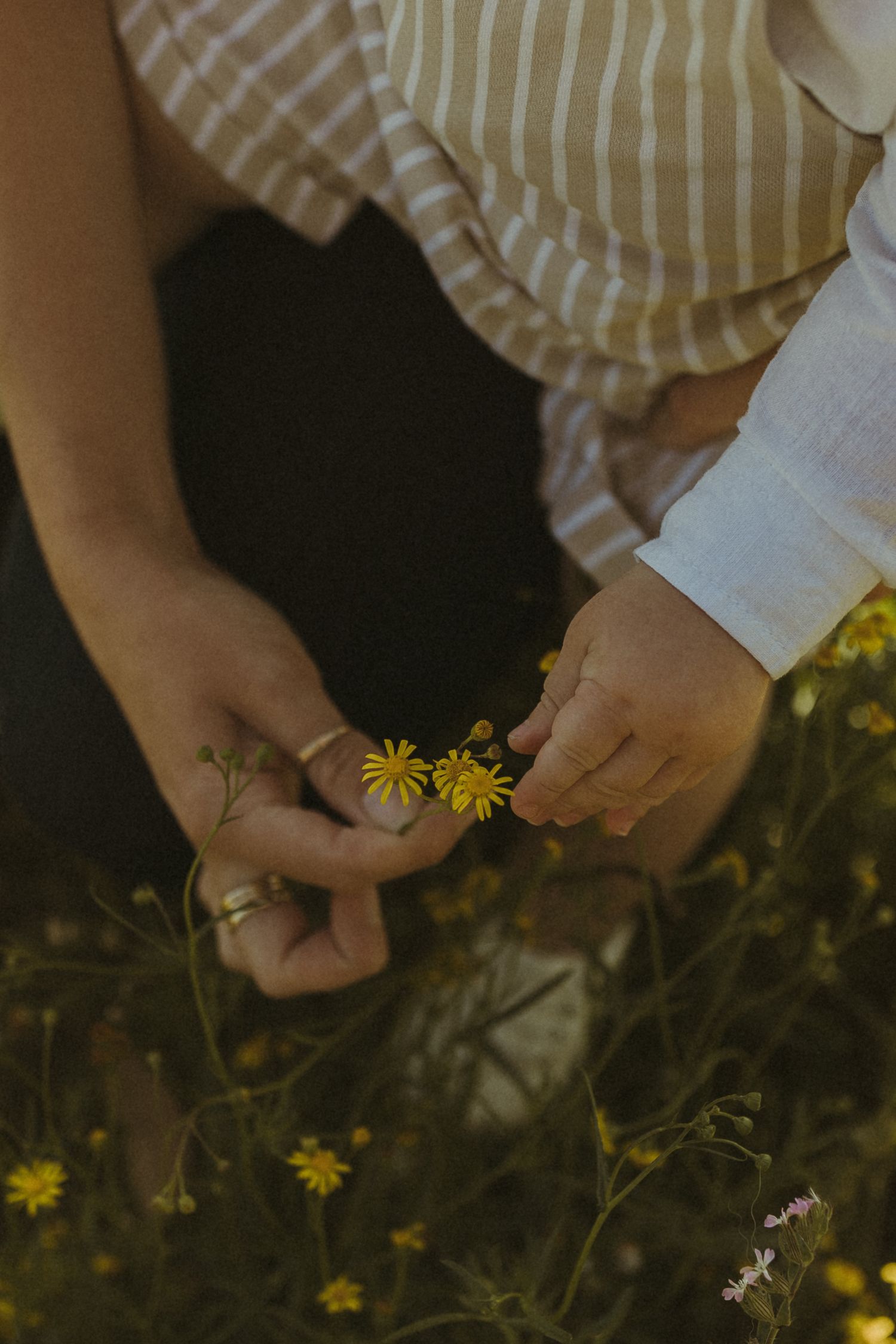 Hands gently pick small yellow wildflowers growing in grass.