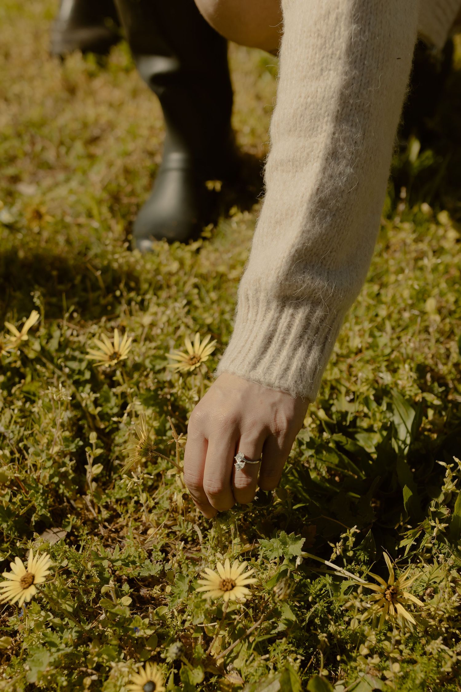 Close-up shot of hands reaching towards yellow wildflowers growing in grassy field.