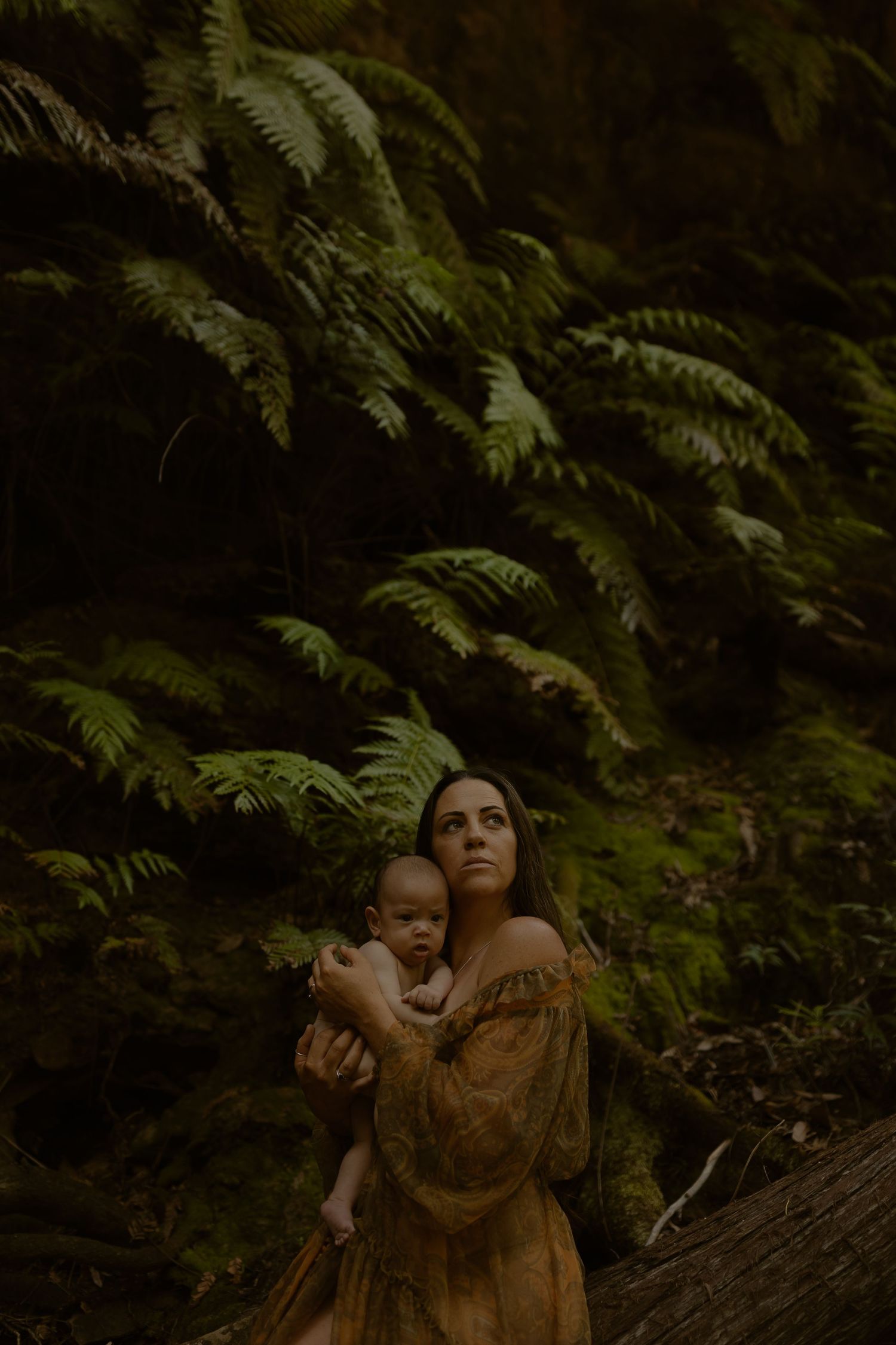 Dark forest setting with moss and ferns creating a mystical natural backdrop.