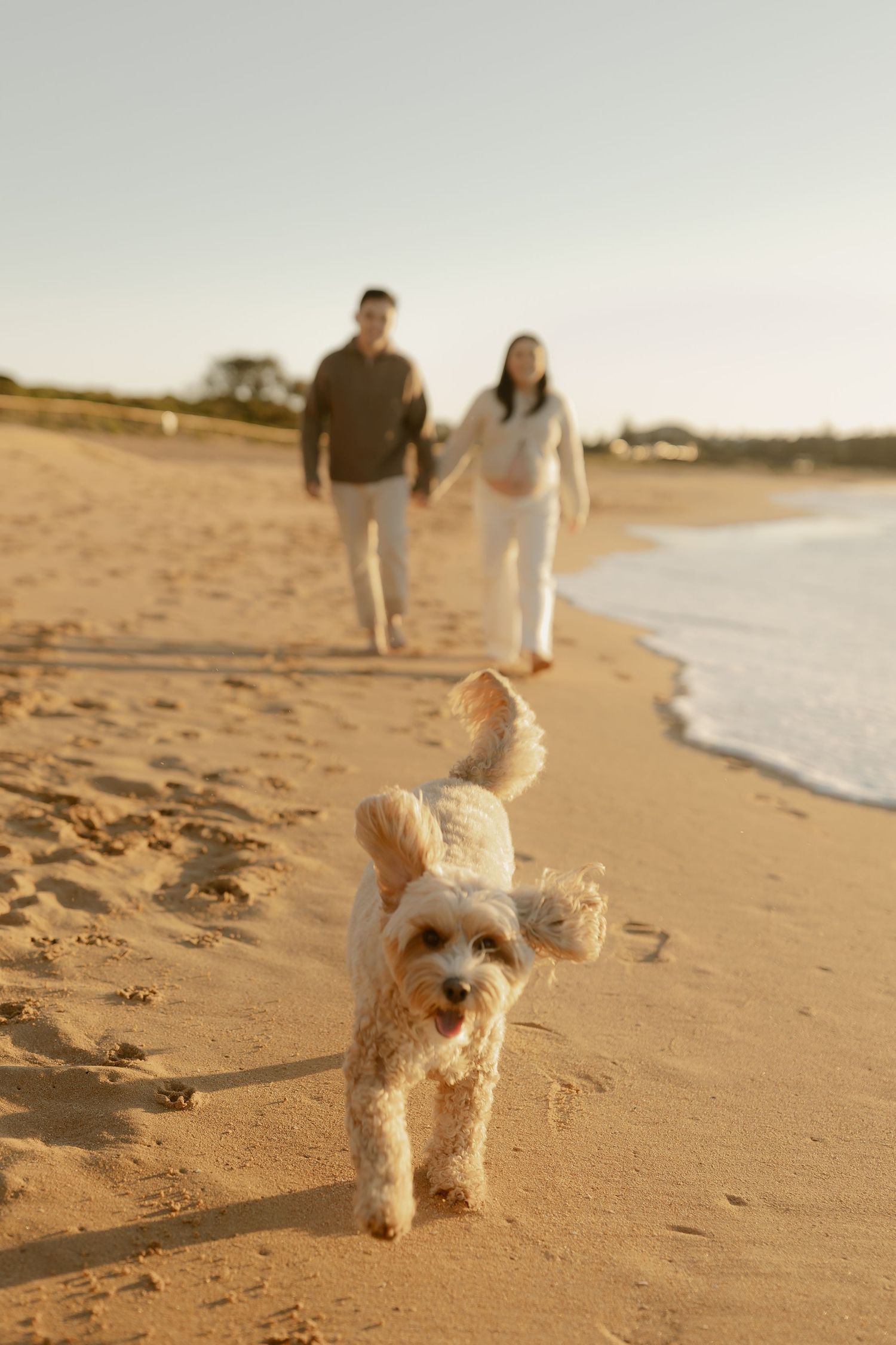 A fluffy dog runs on a sandy beach at sunset while a couple walks hand-in-hand along the shoreline.