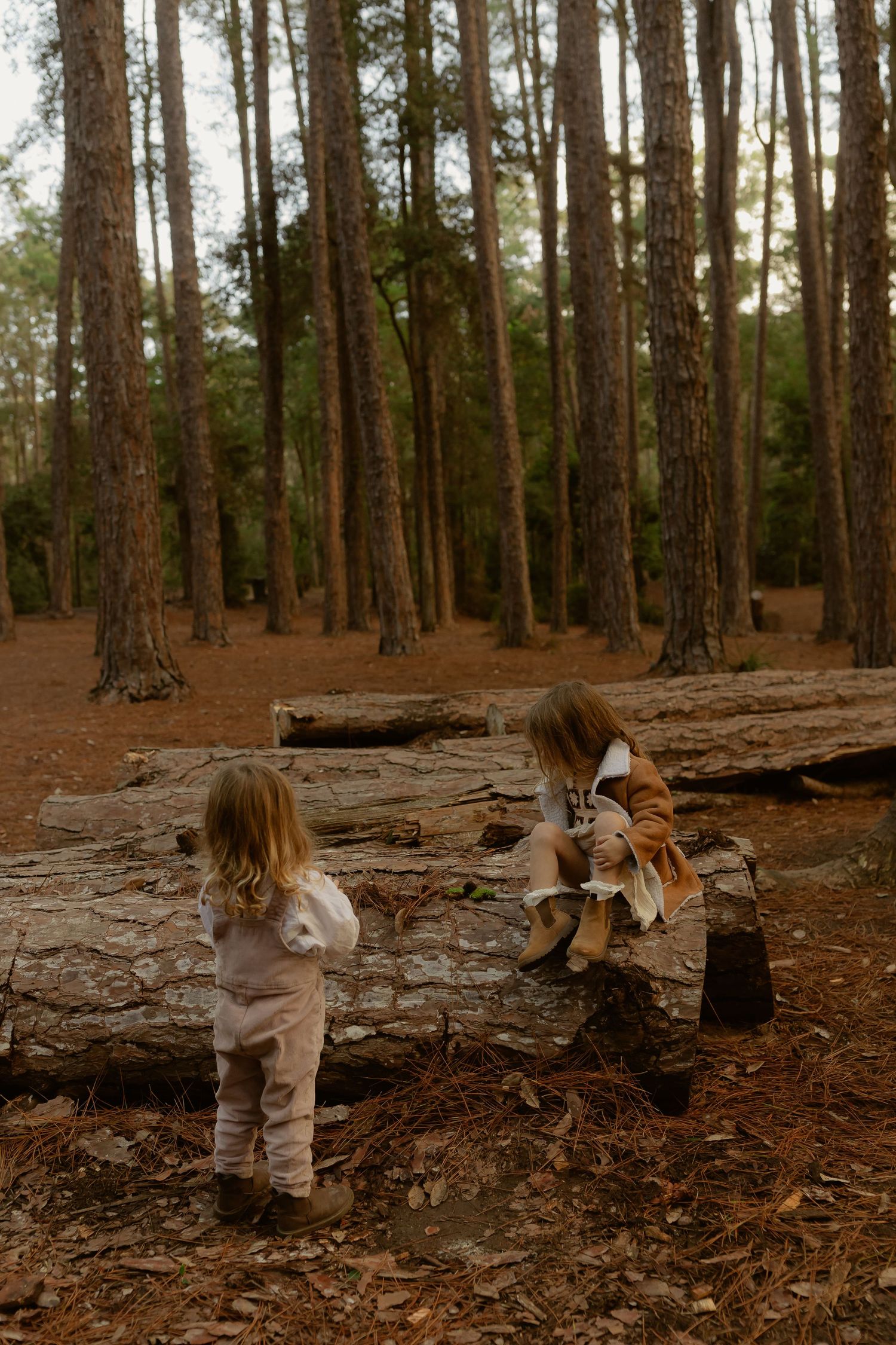 Two young children playing on fallen logs in a pine forest, exploring nature together outdoors.