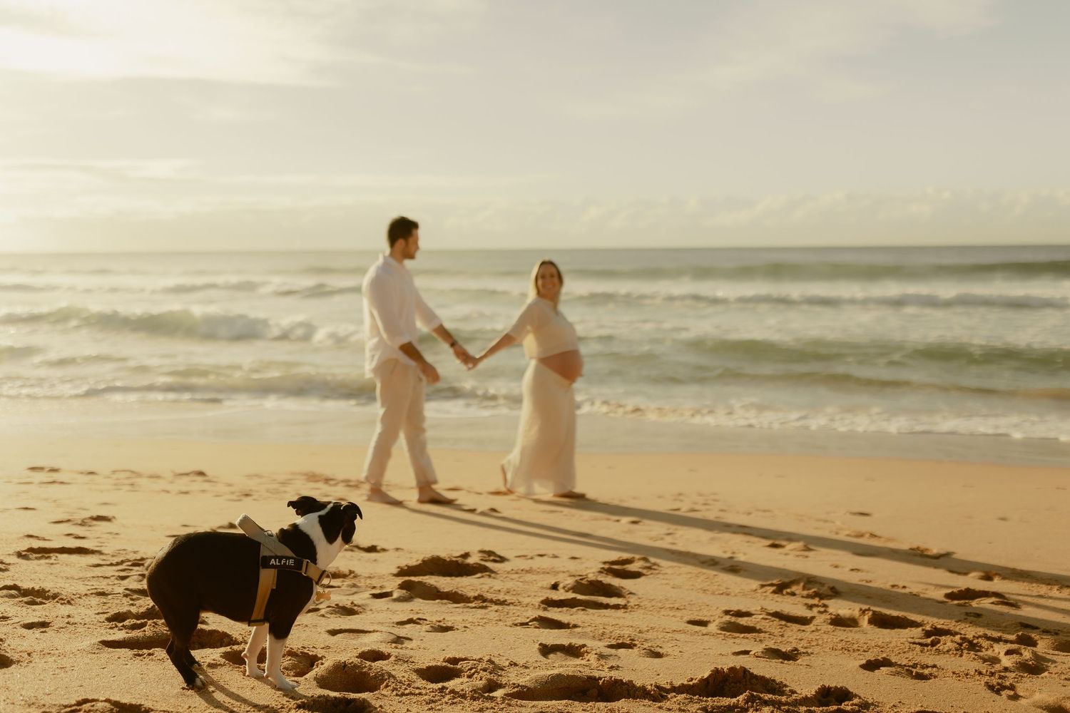 Pregnant couple holding hands walking on a sandy beach at sunset with a black and white dog nearby.