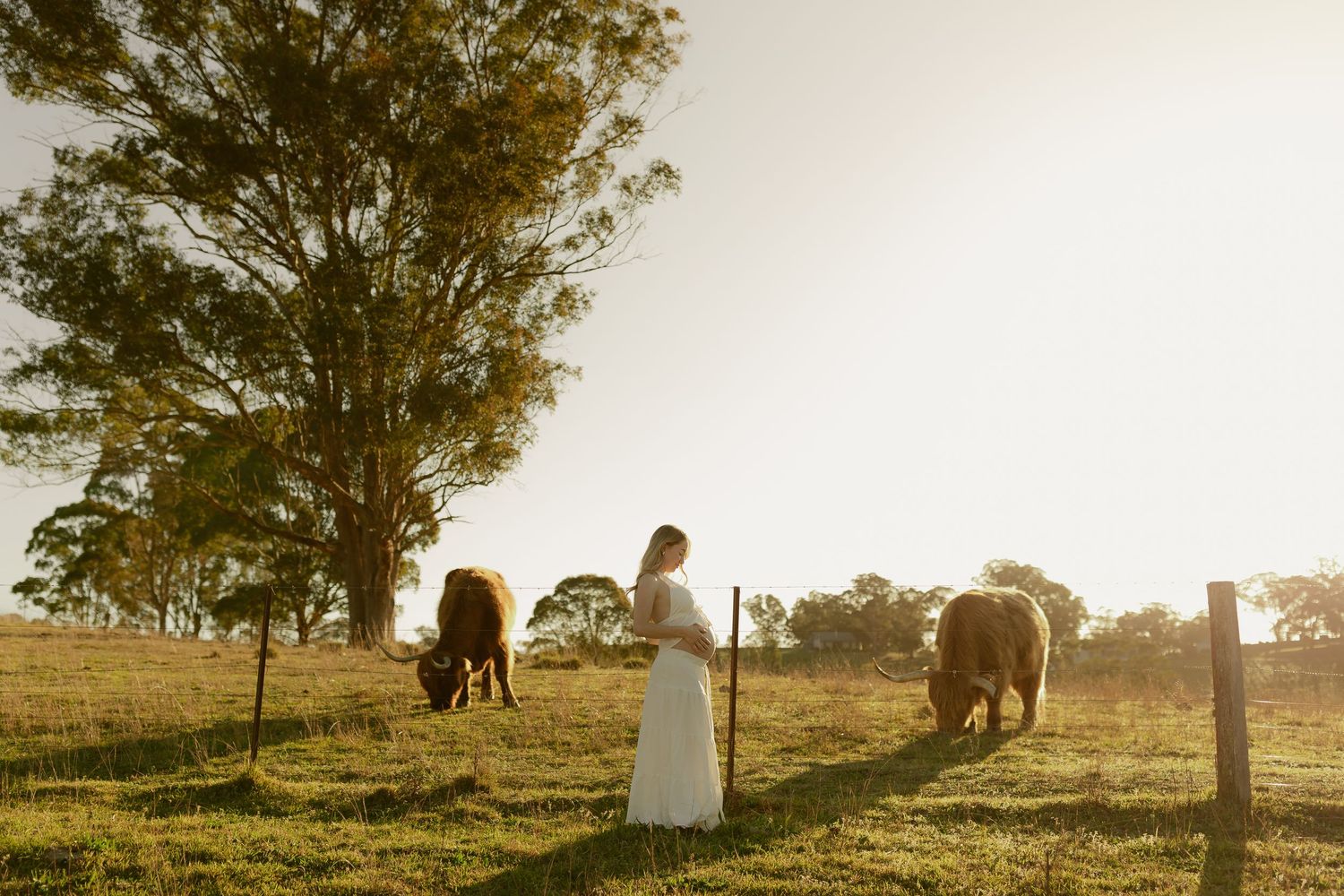 Woman in white dress standing in golden sunlight on a farm with grazing cattle and a large tree.