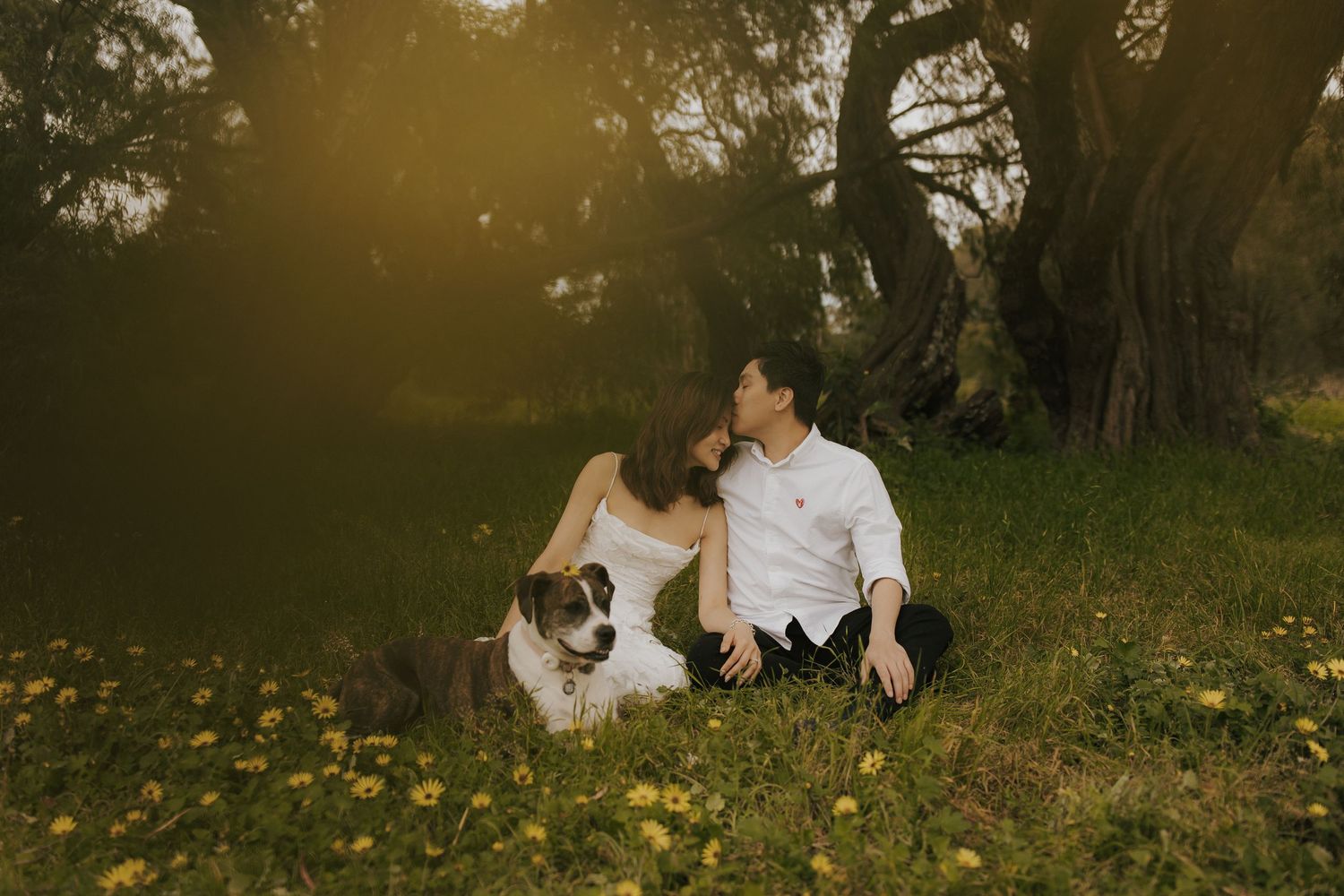 Romantic outdoor photoshoot in a sunlit field with trees creating a golden atmosphere.