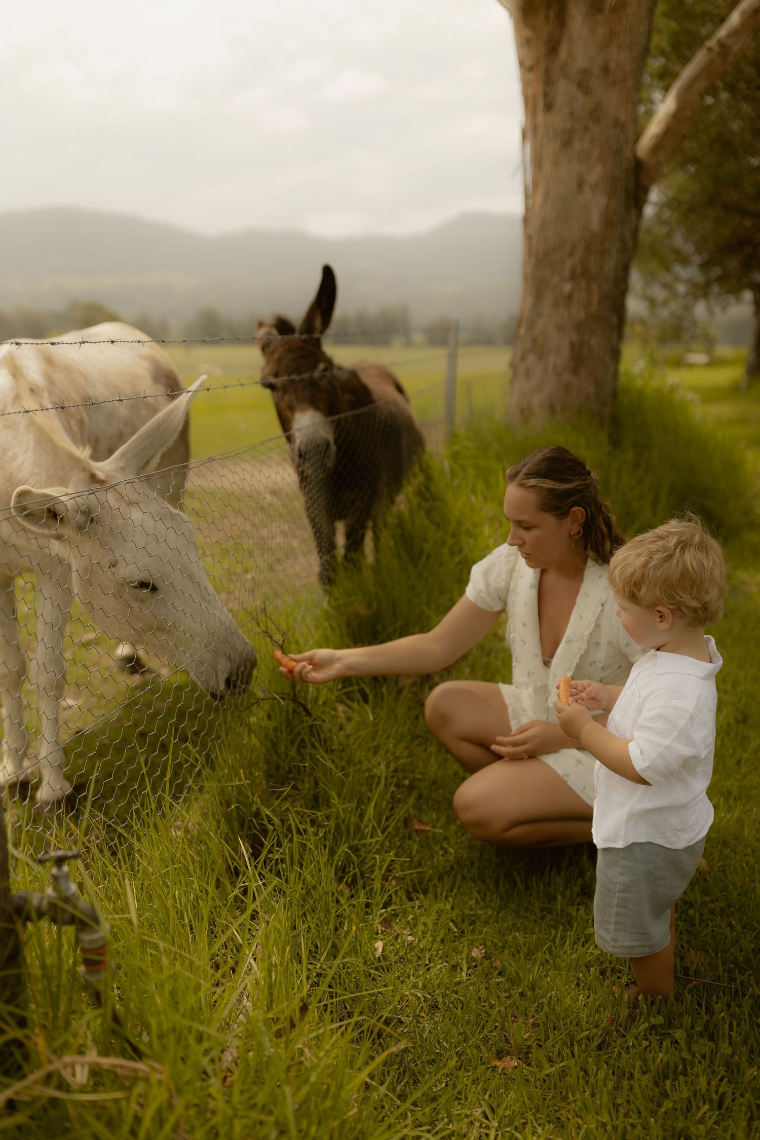 A donkey grazes in a lush green field while being fed by someone on a sunny afternoon.