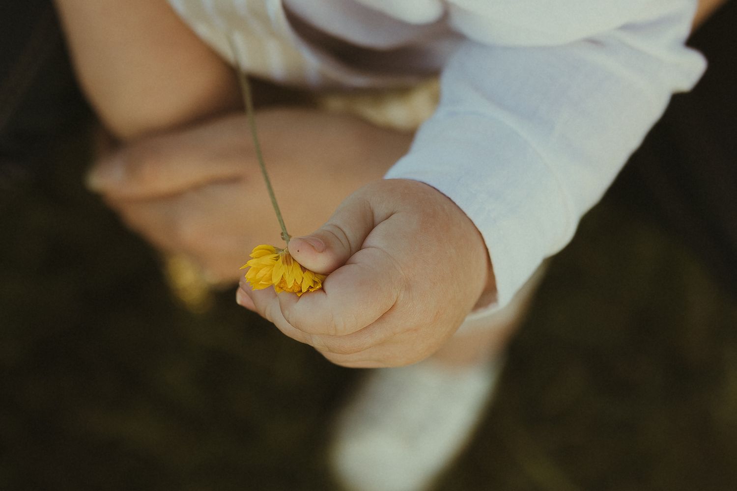 A small yellow flower being gently held between someone's fingers in natural lighting.