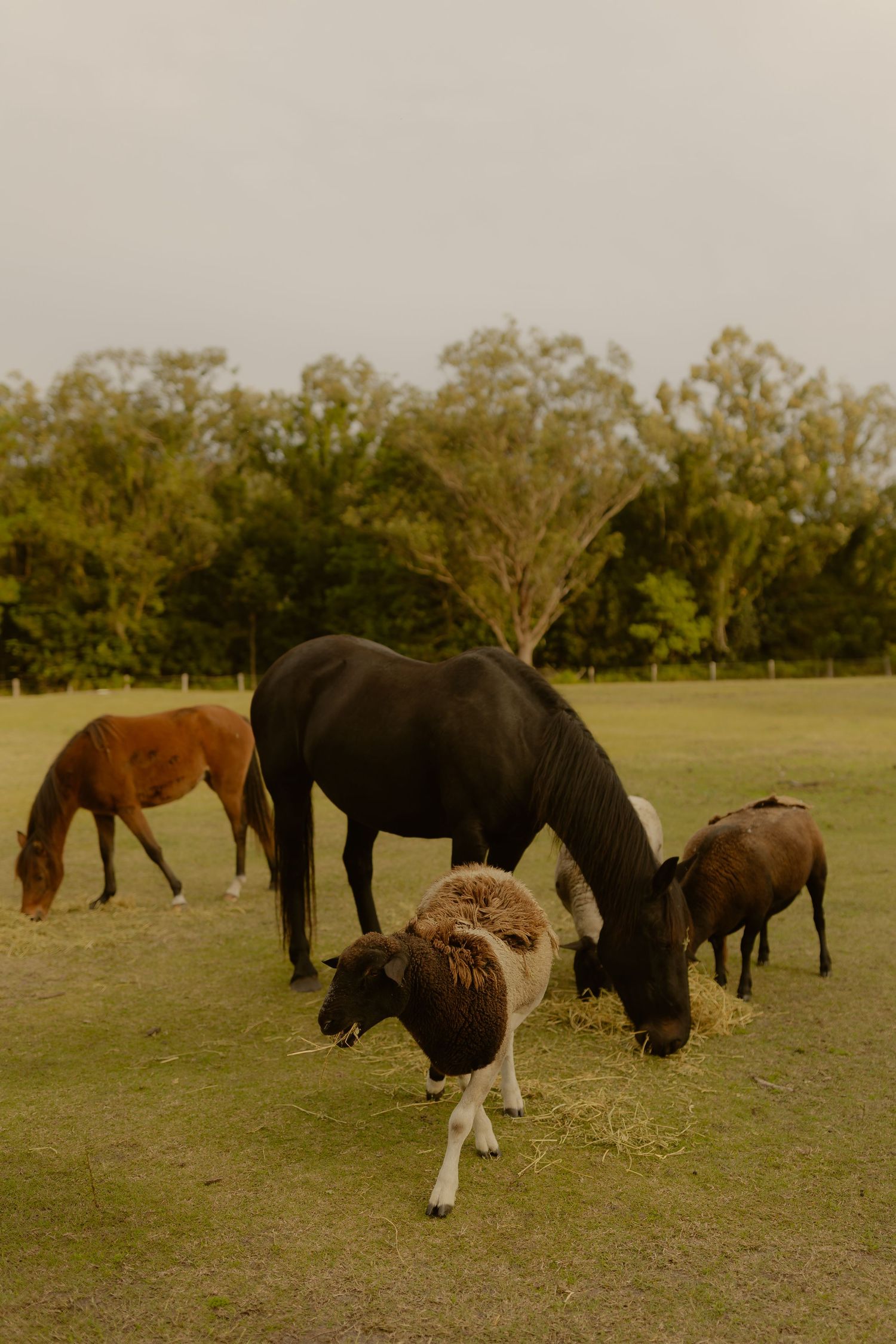 Black and brown horses and a sheep grazing on green pasture with trees in the background.