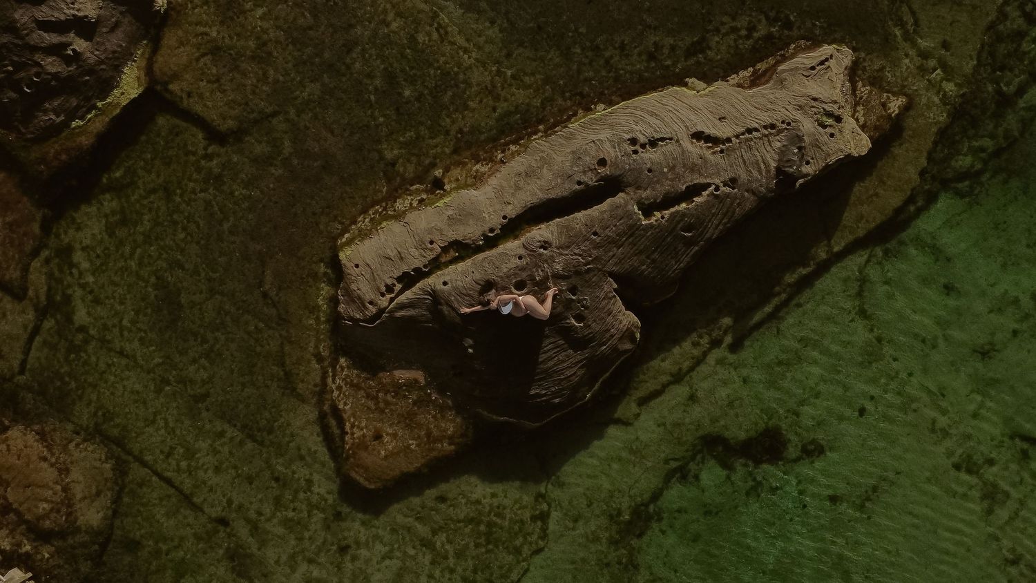 Ancient fossil remains embedded in rock formation with surrounding green-tinted sediment.