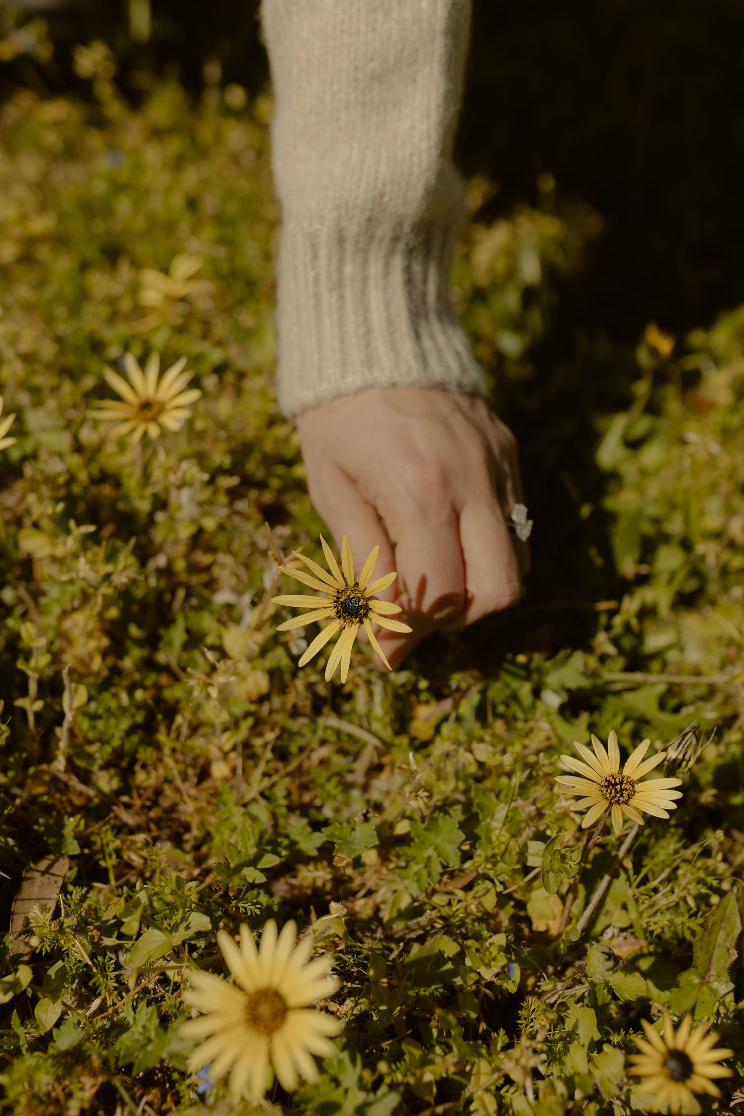 Hand reaches for yellow daisies growing in wild grass during golden hour.