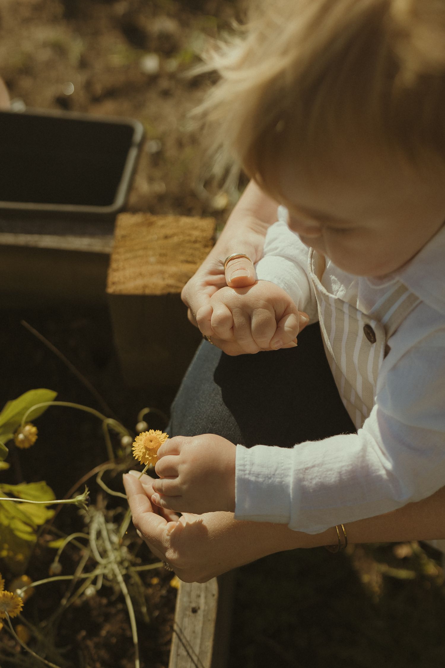 Close-up of small hands holding and examining something in warm sunlight.