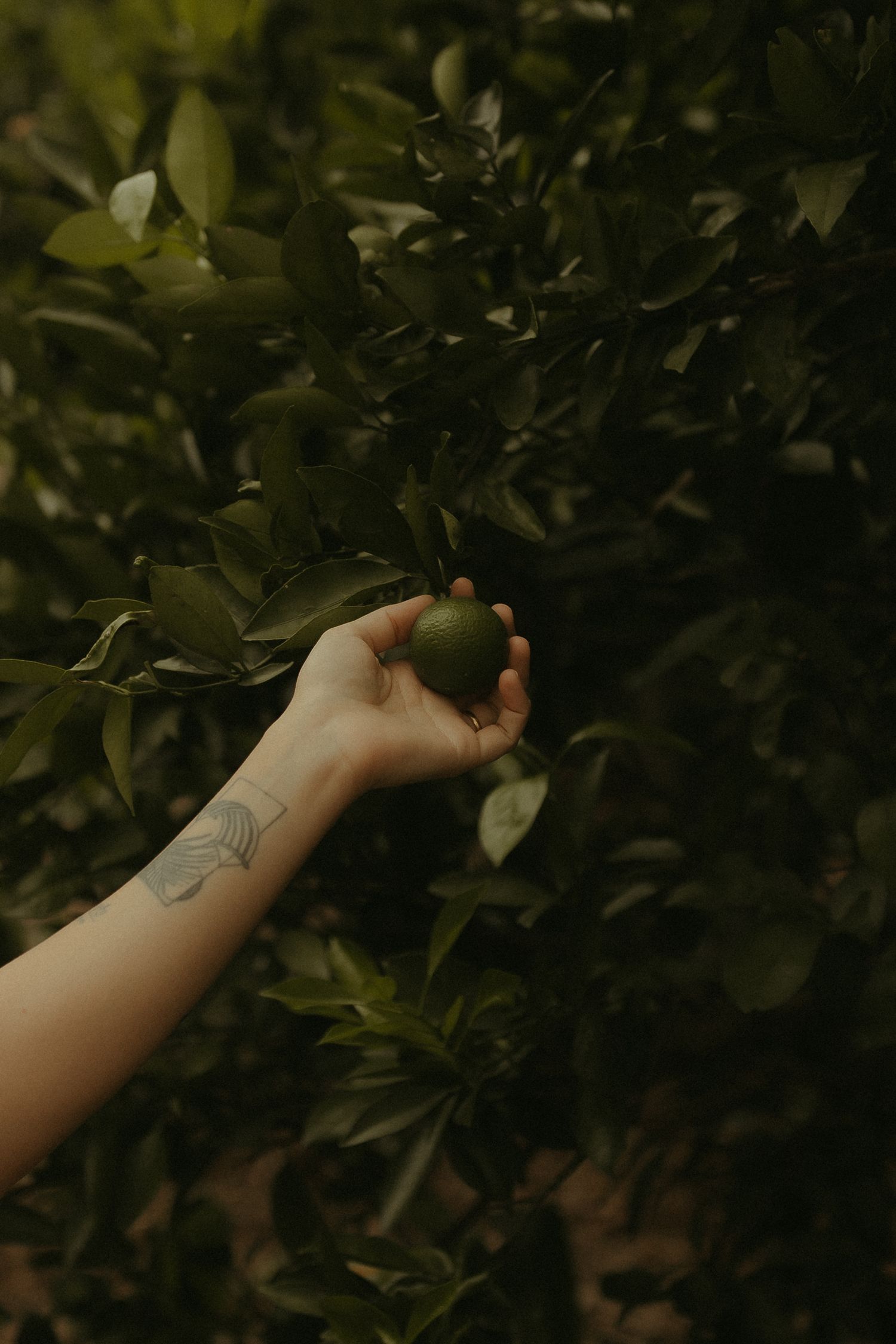 A tattooed arm reaches out to pick something from green foliage in a moody nature setting.