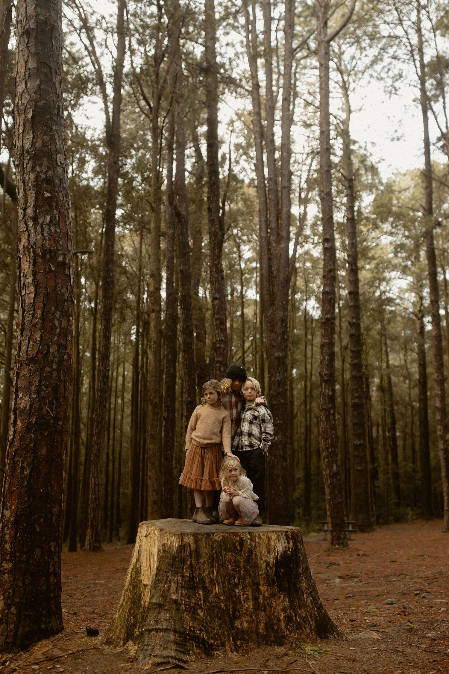 A series of five artistic photographs showing figures in vintage clothing exploring a sunlit pine forest setting.
