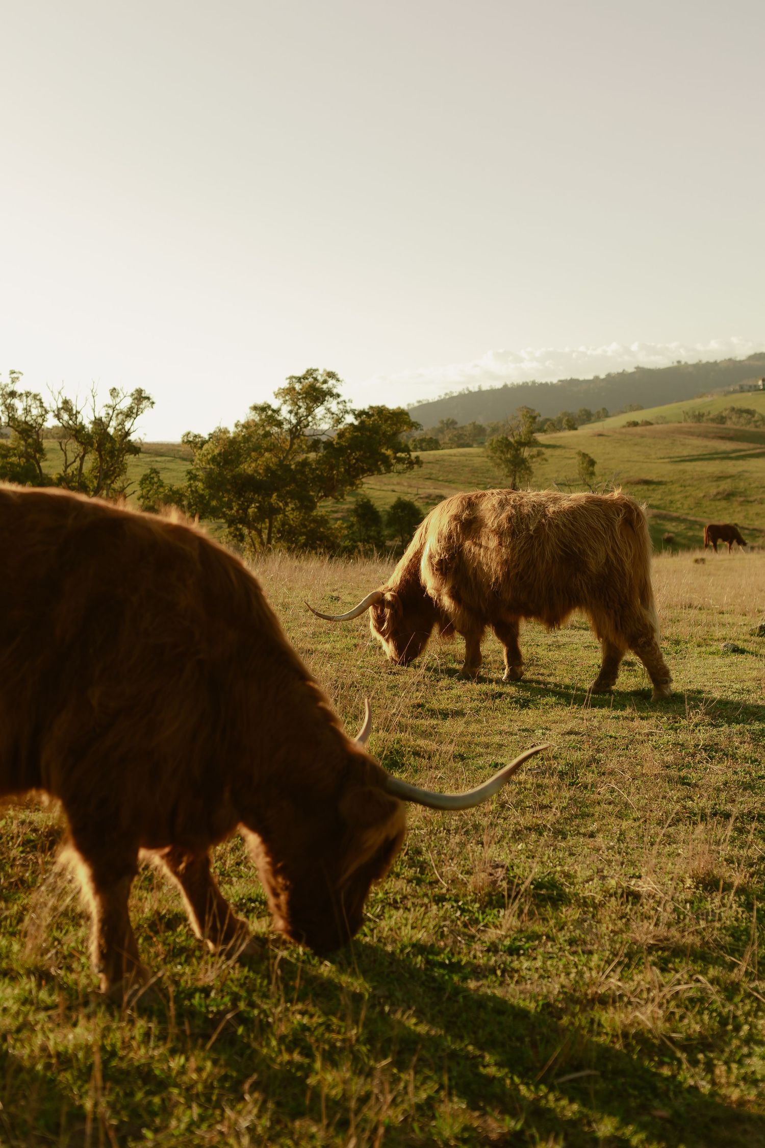 Two fluffy Highland cattle with long horns grazing on lush green pasture at golden hour with rolling hills behind.