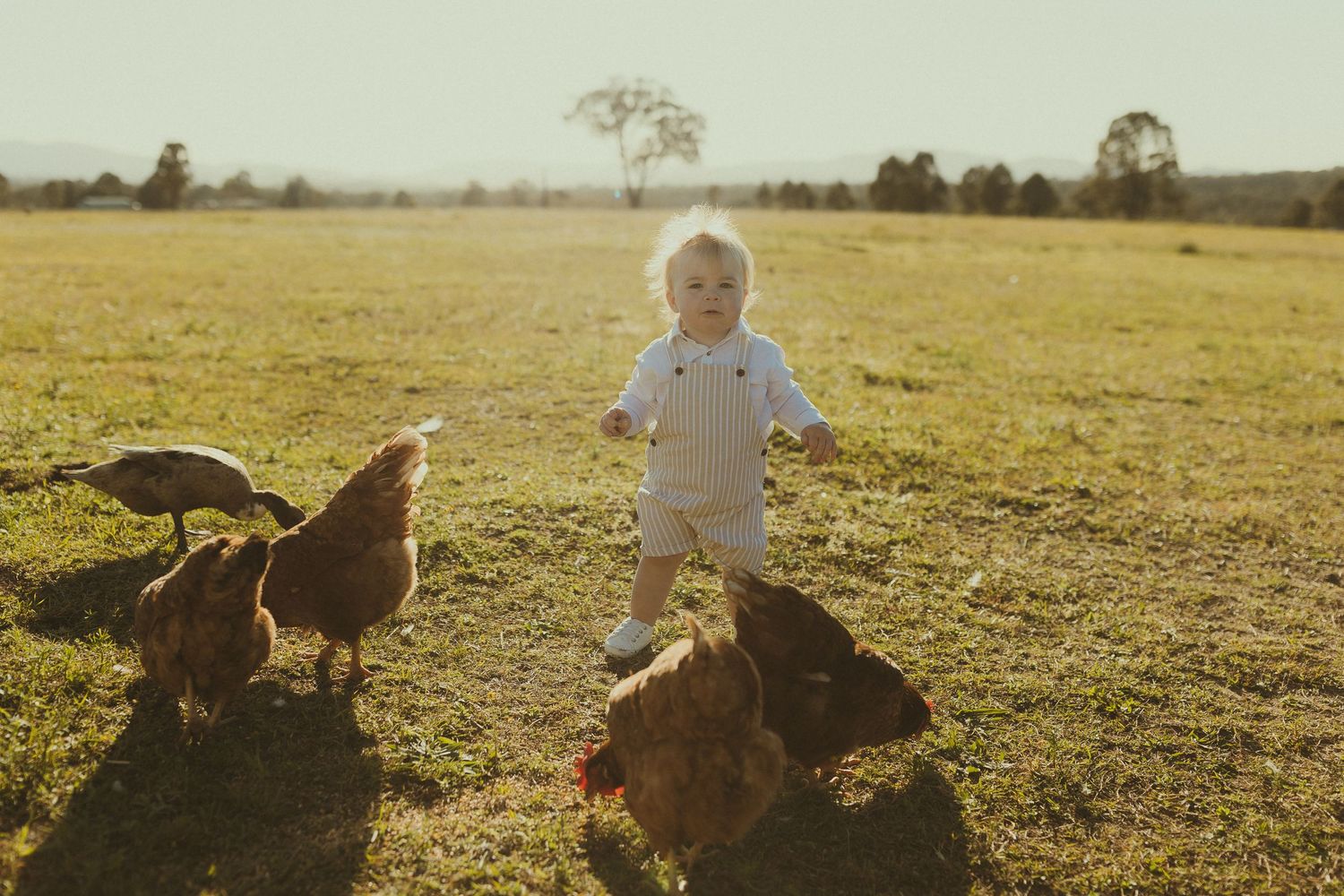 A small child plays in a golden field with chickens during sunset on a farm.