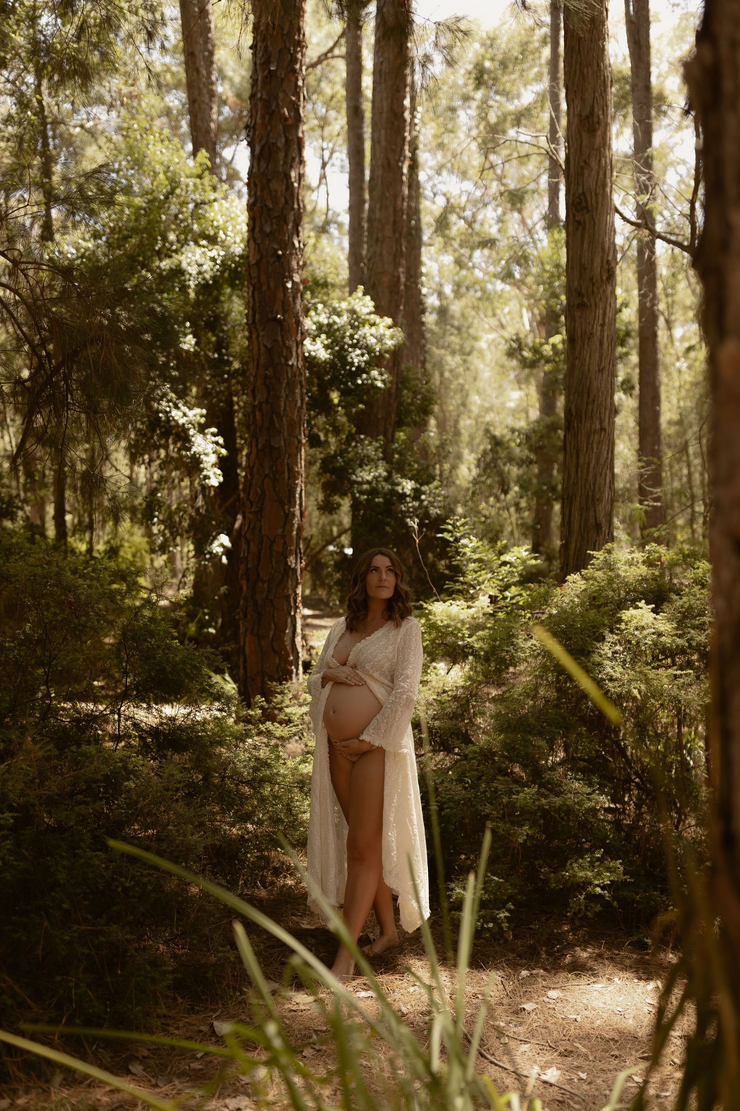 A dreamy forest scene with sunlight filtering through tall pine trees and lush undergrowth on a warm afternoon.
