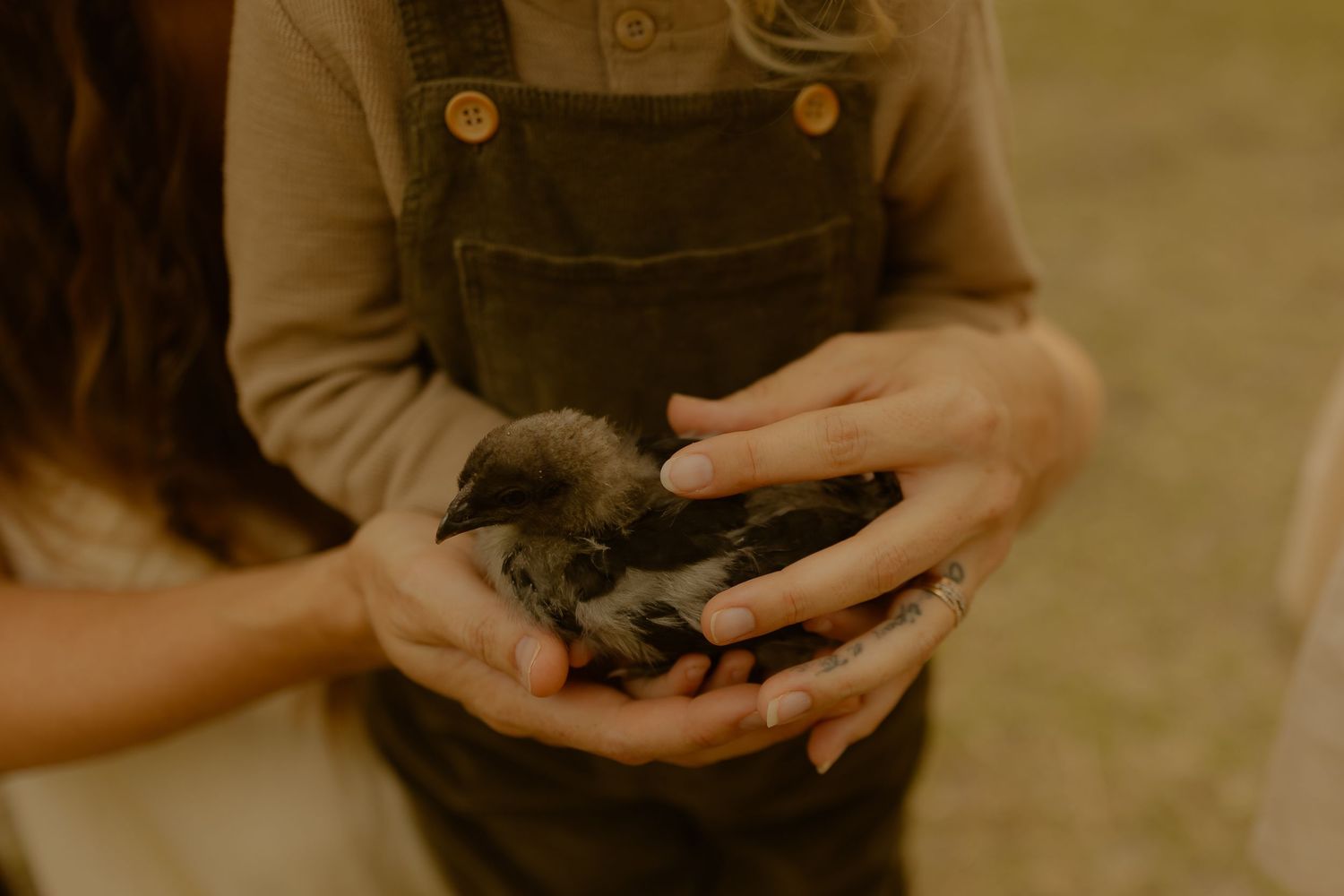 Child in overalls and adult hands cradling a small baby bird together.