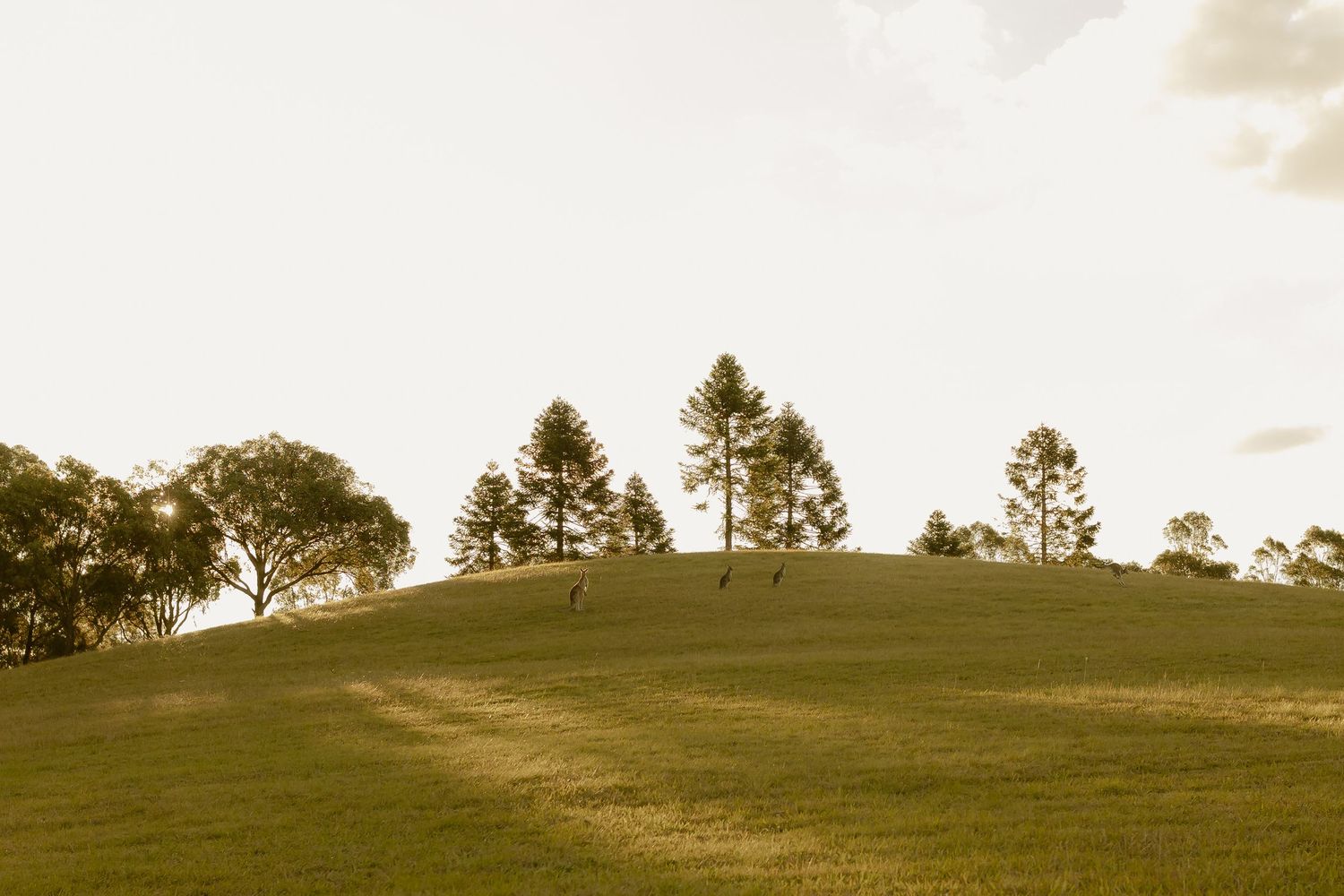 Sepia-toned landscape of a green grassy hill with tall pine trees silhouetted against a bright sky.