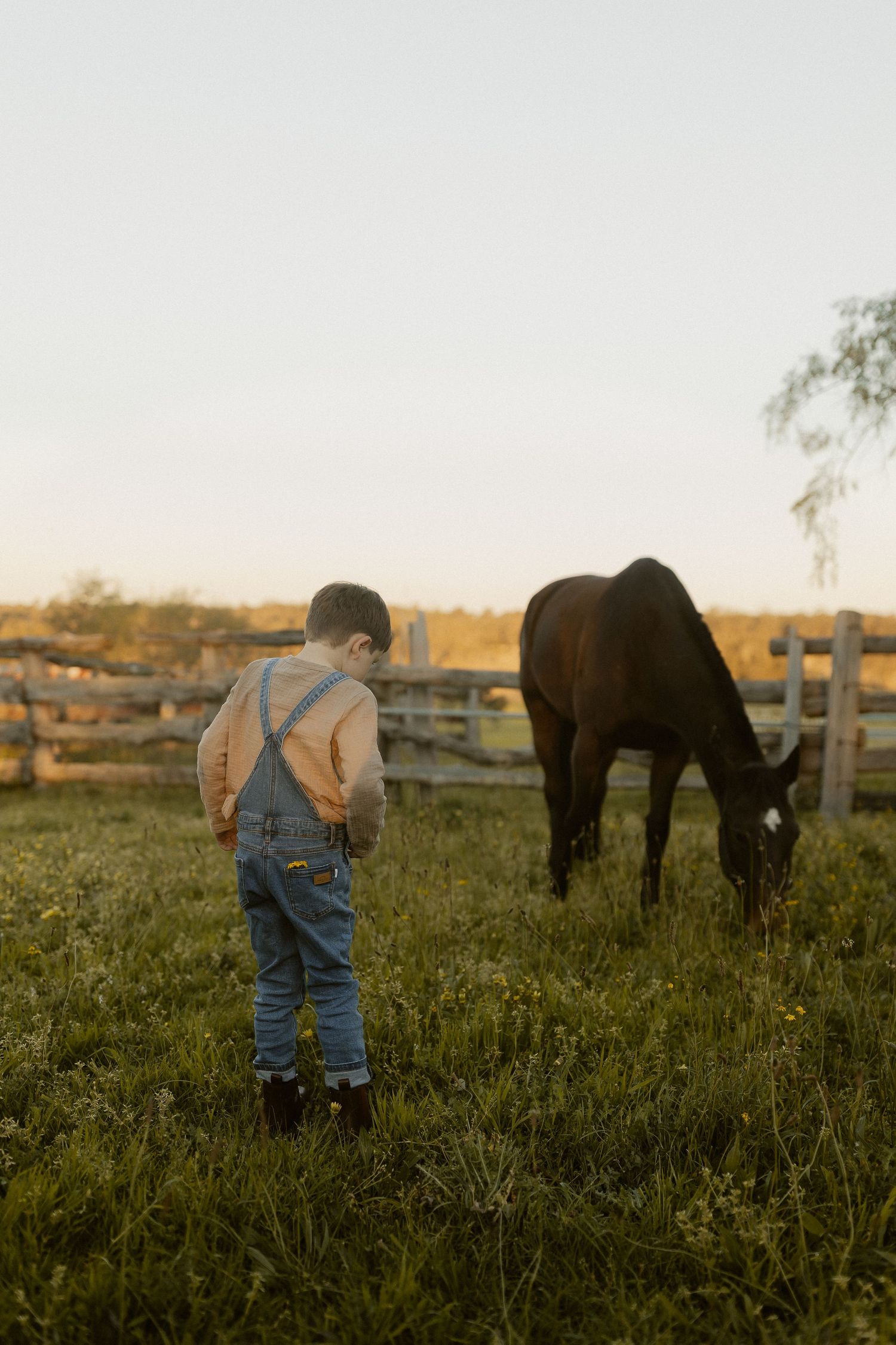 A young child in overalls explores a grassy field at sunset while horses graze in the background.