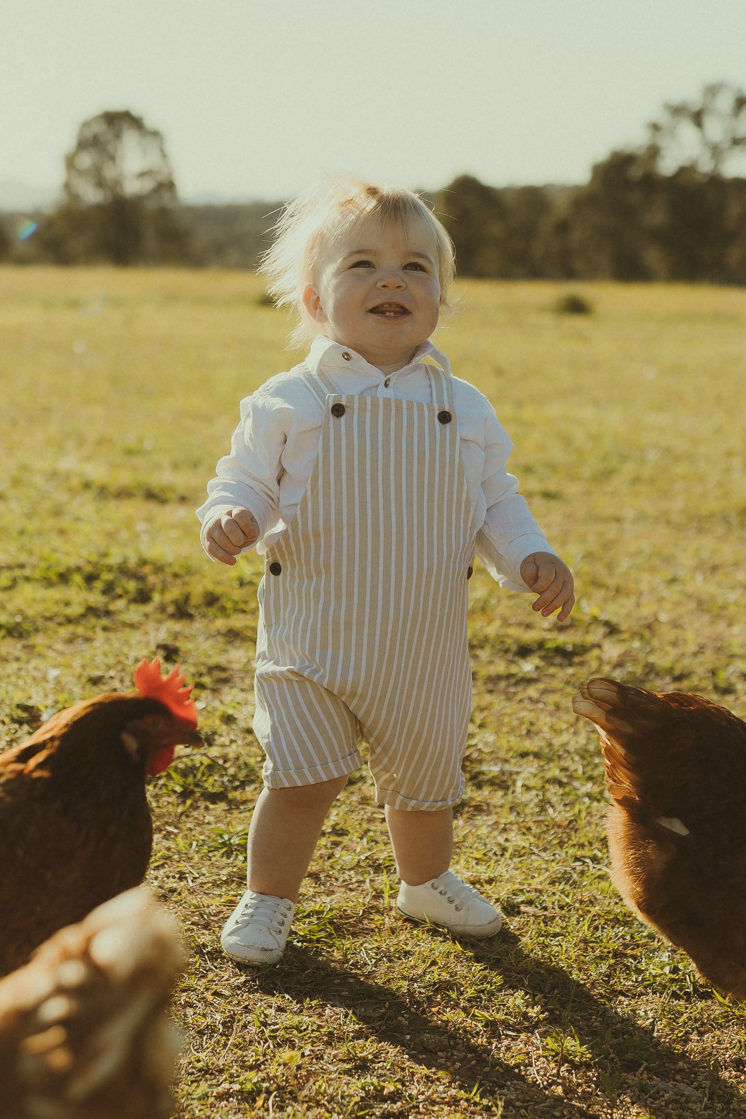 A toddler in striped overalls plays with brown chickens in a sunny field.