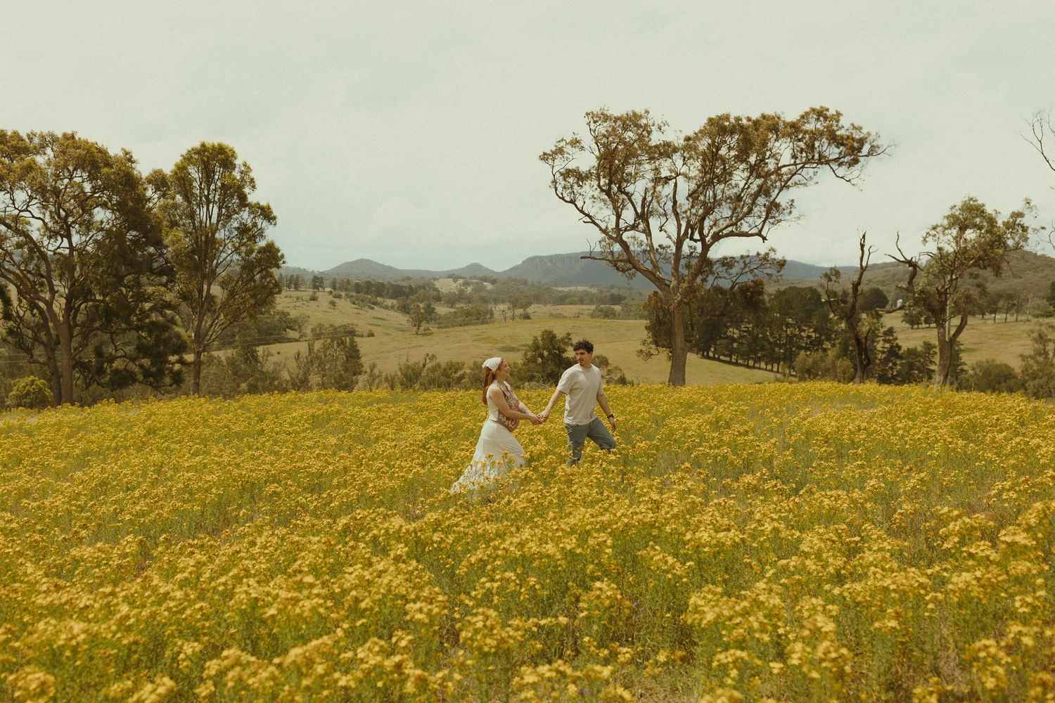 Scenic landscape view of rolling hills covered in bright yellow wildflowers with scattered trees.