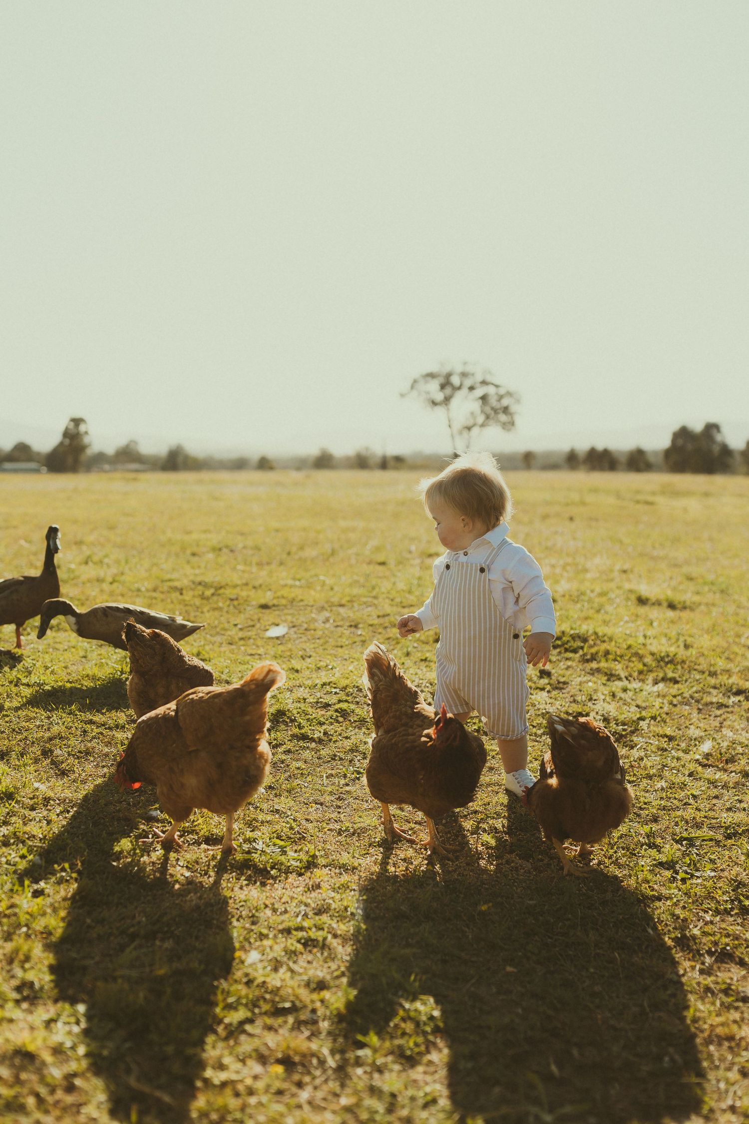 A child in striped clothing interacts with brown chickens casting shadows in golden sunlight.