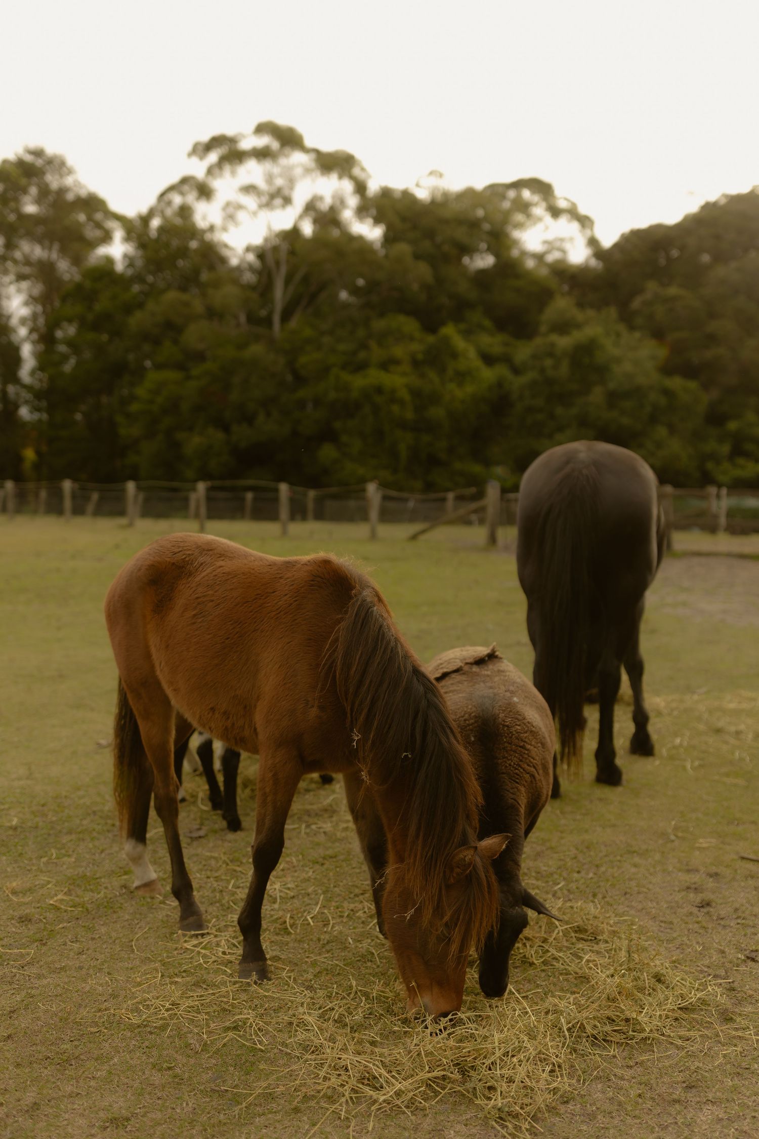 Two brown horses and one dark horse graze on hay in a fenced paddock surrounded by tall trees.