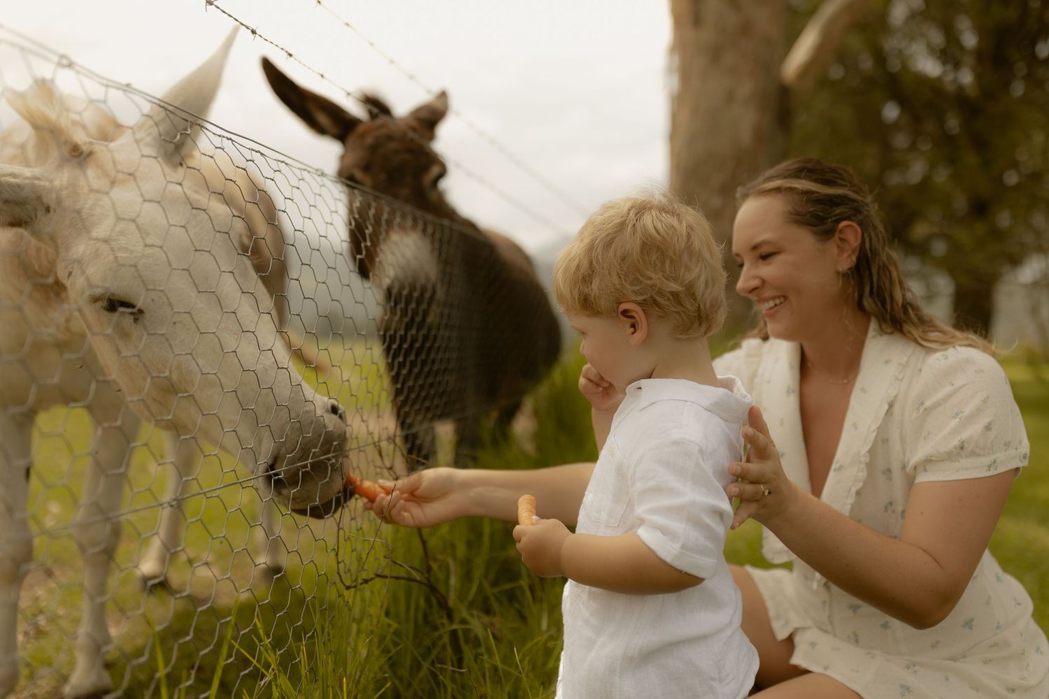 A white horse and donkey being fed by people on a sunny day in a grassy field.