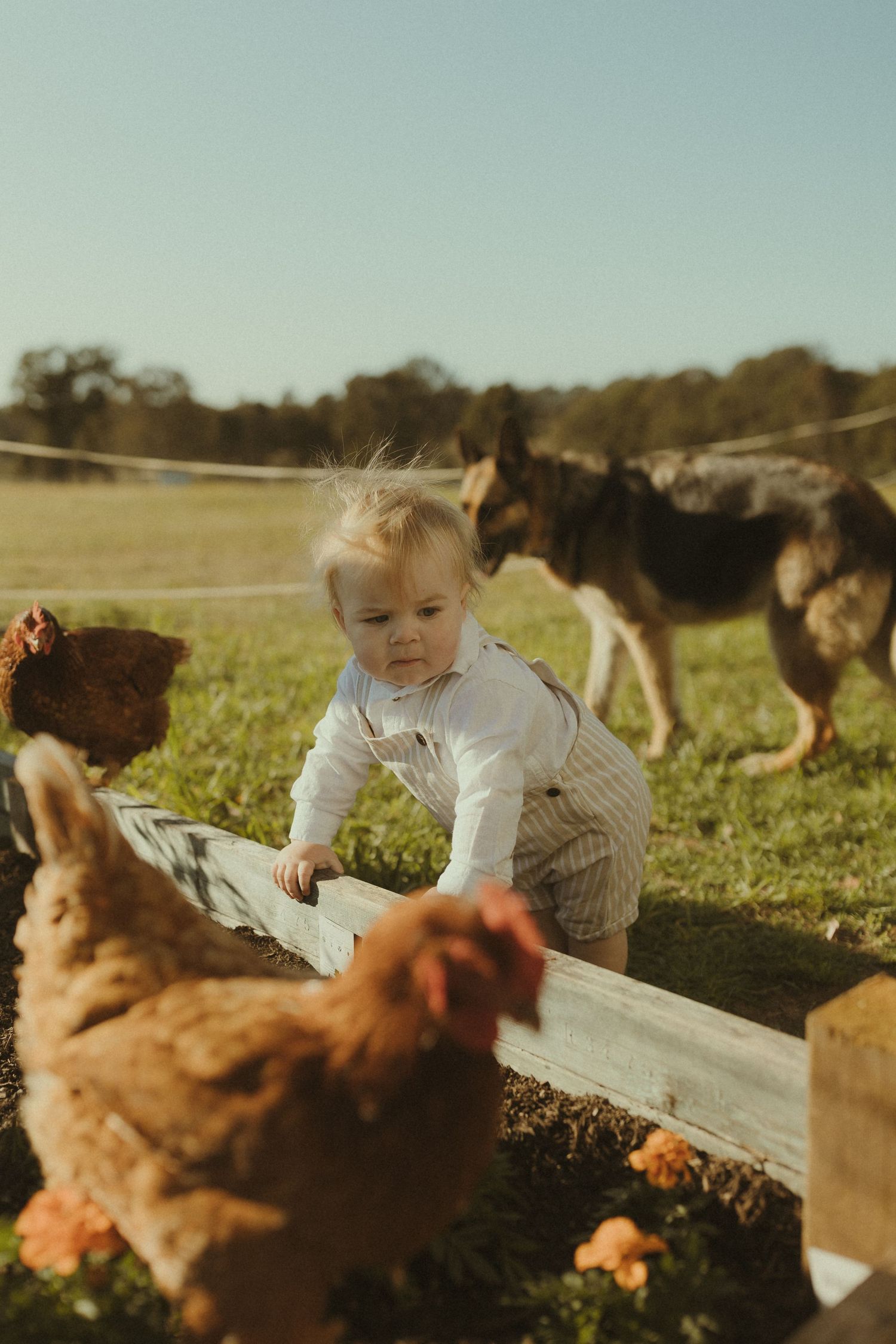 Brown chickens and a child interact on a sunny farm with wooden fencing in the background.